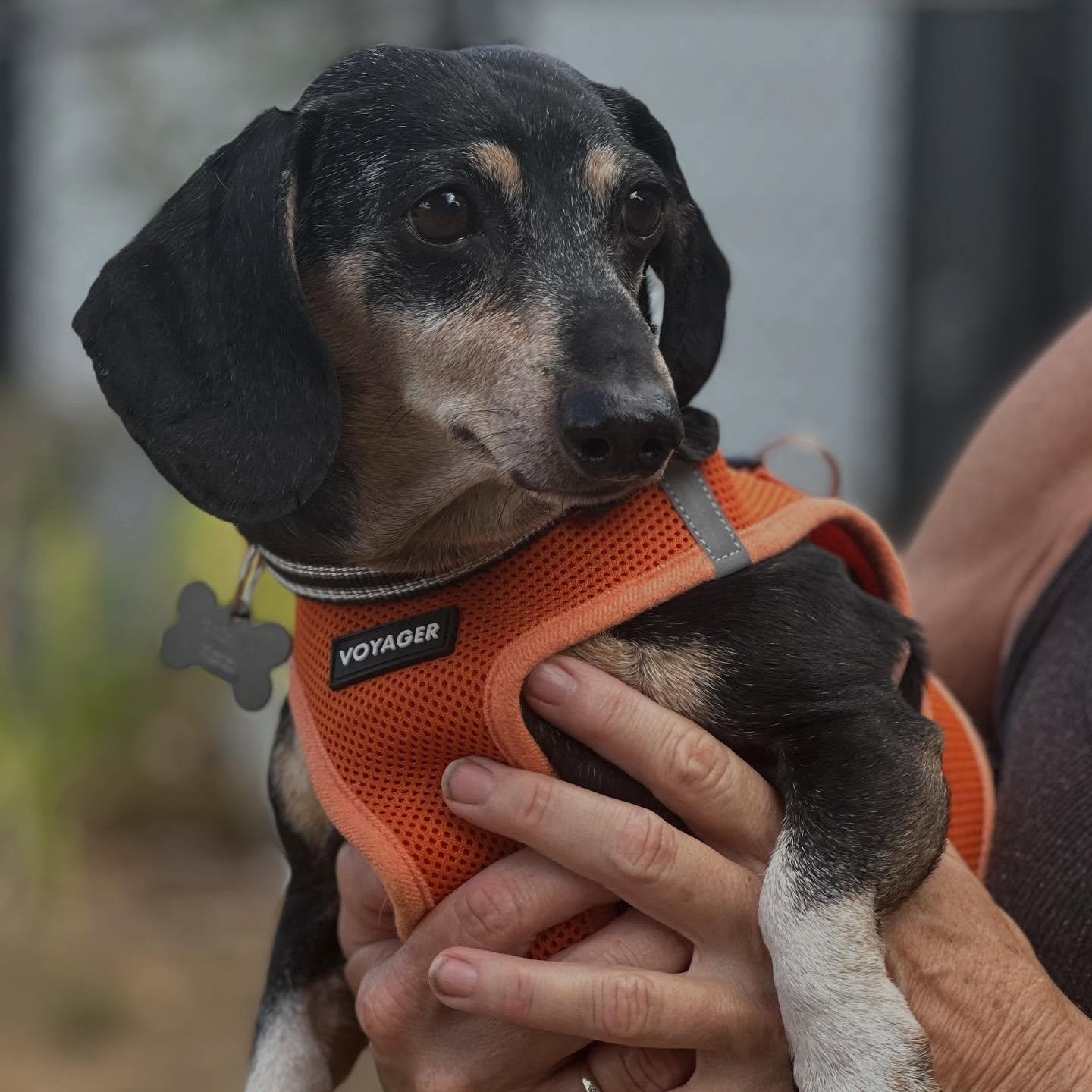 Blackie, a Adoptable Dachshund in Portland, OR image 1/5
