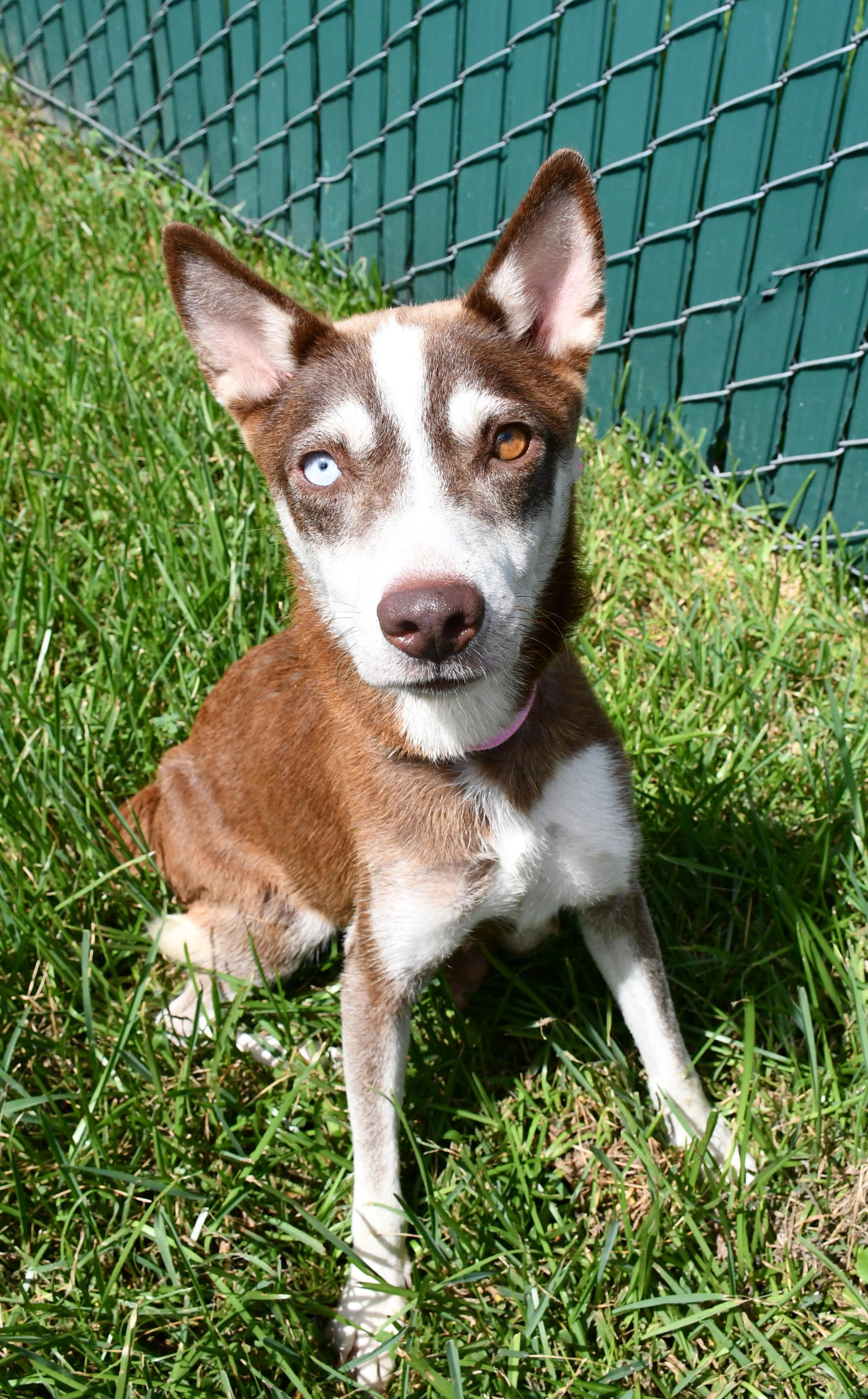 Nova Husky Dog