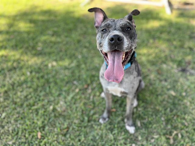 Enlarge SPECKLES, a Adoptable mixed breed in Sugar Land, TX image 1/1