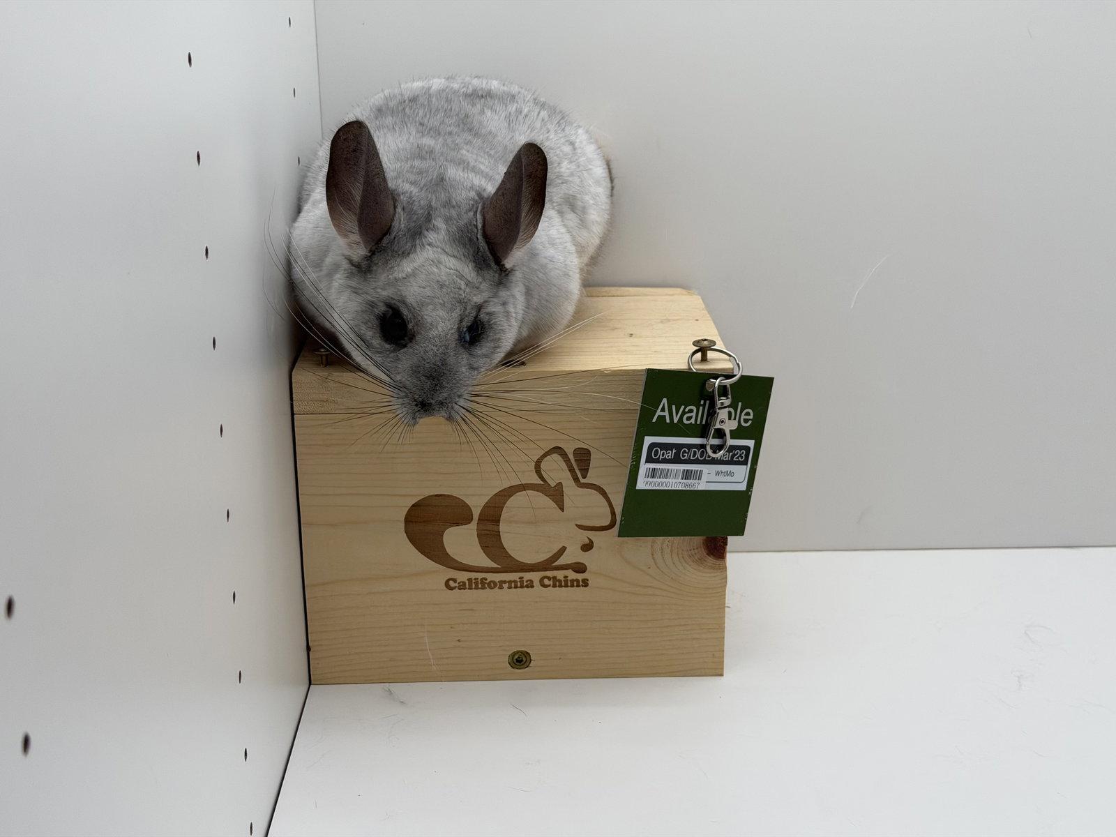 Opal, Adoptable, Adult Female Chinchilla.