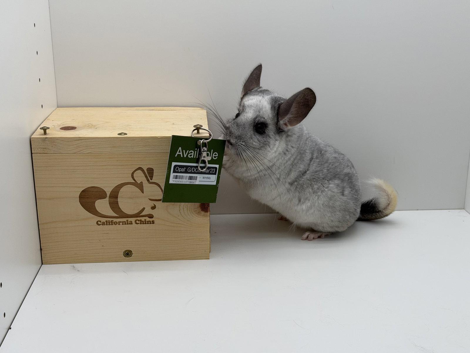 Enlarge Opal, a Adoptable Chinchilla in Sunnyvale, CA image 2/3