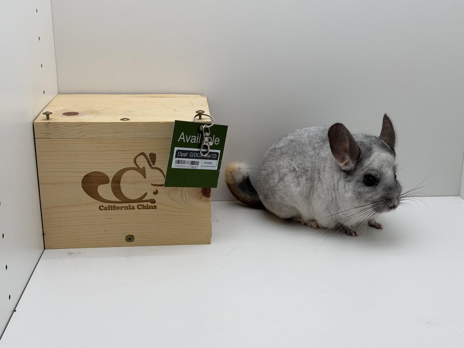 Enlarge Opal, a Adoptable Chinchilla in Sunnyvale, CA image 3/3