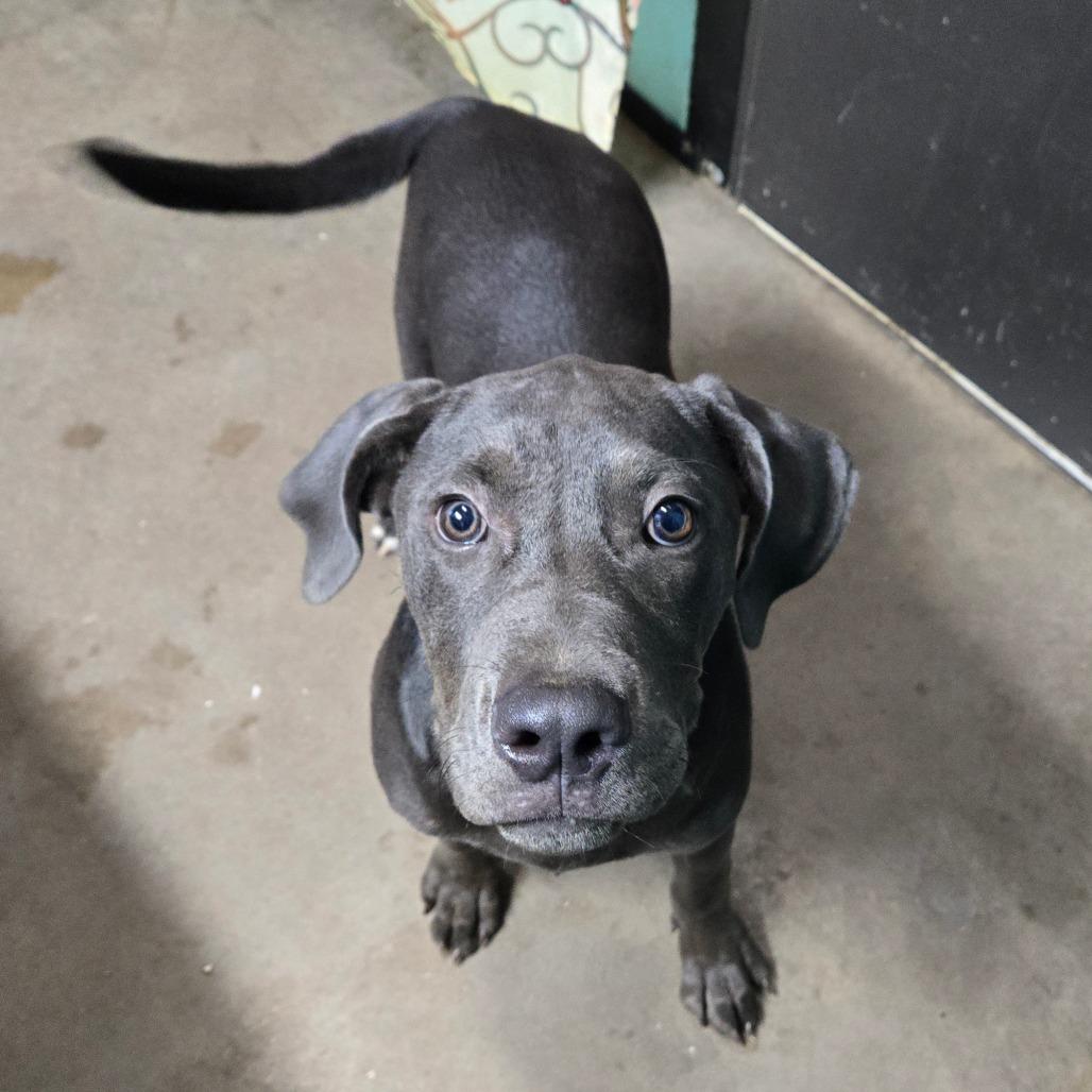 Tito, an adopted mixed breed in Graham, TX image 1/2