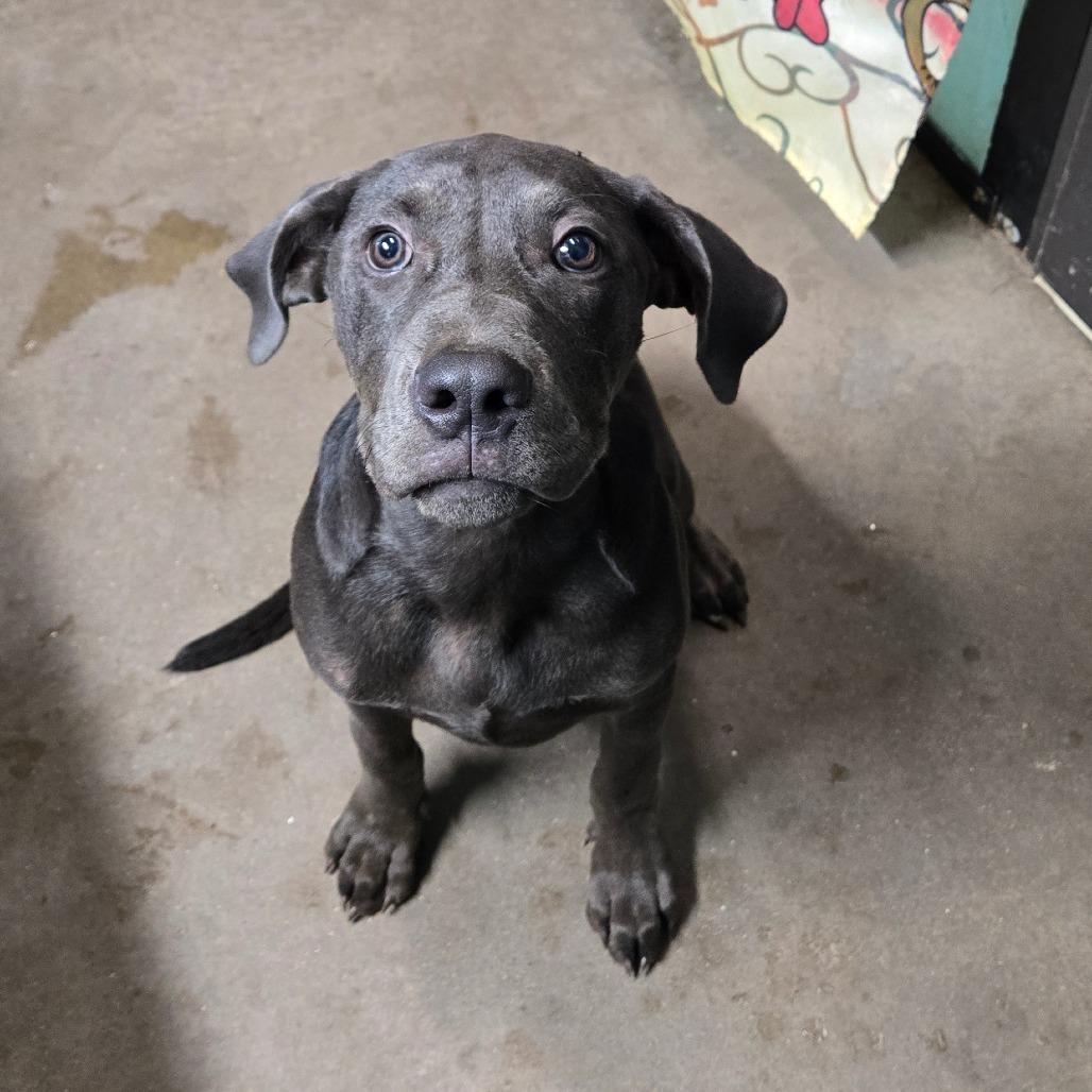 Tito, an adopted mixed breed in Graham, TX image 2/2