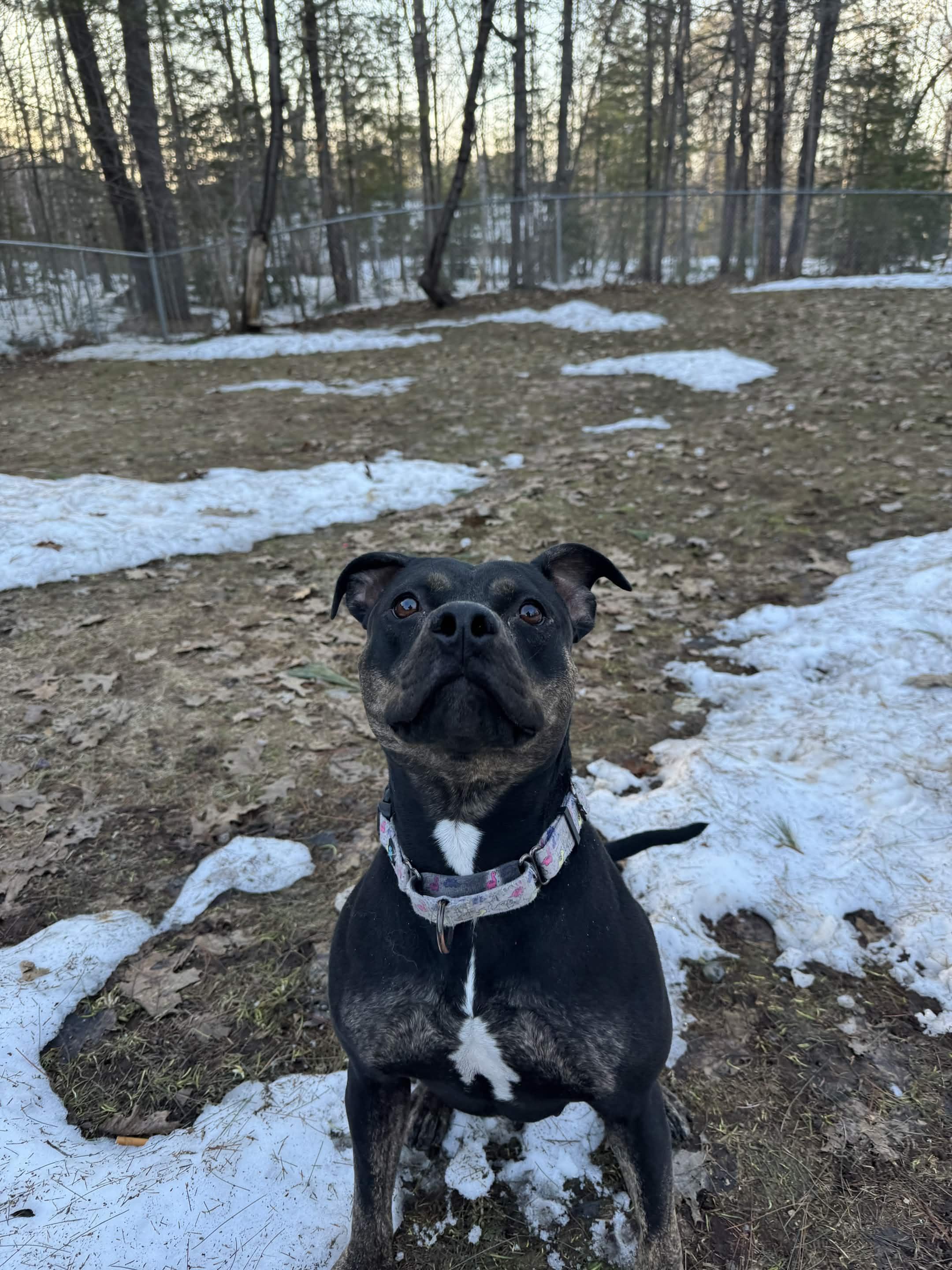 Enlarge Nina, a ADOPTABLE mixed breed in Houghton, MI image 2/2