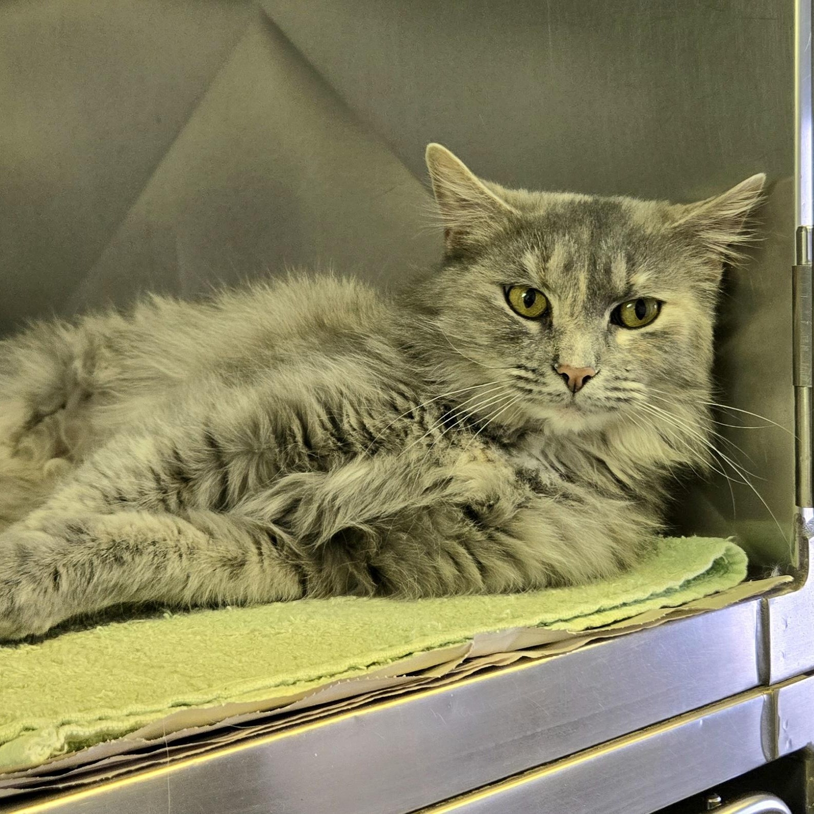 Tanya, a ADOPTABLE Domestic Medium Hair in Arlington Heights, IL image 1/2