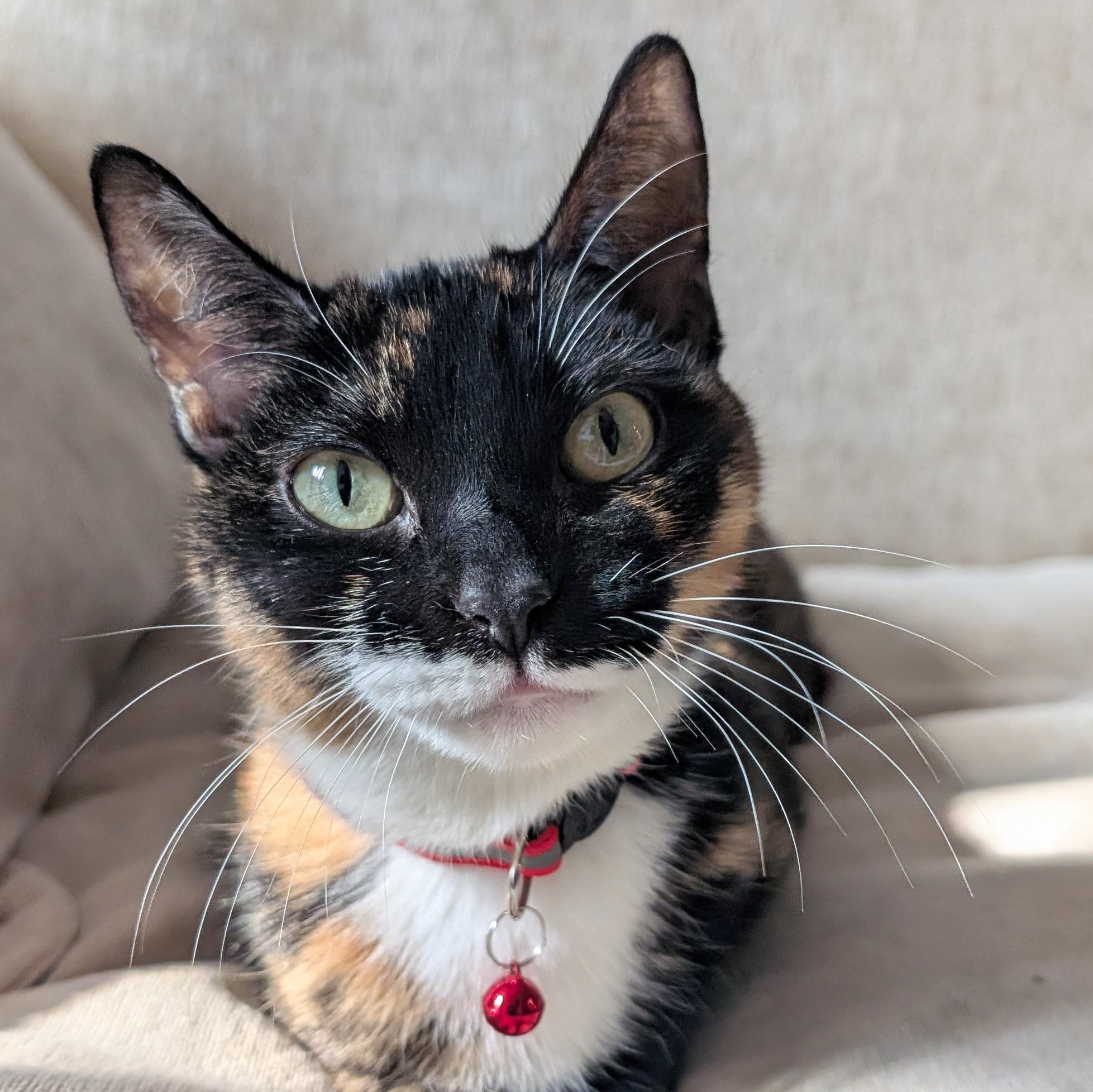 Encore, ADOPTABLE, Adult Female Calico.