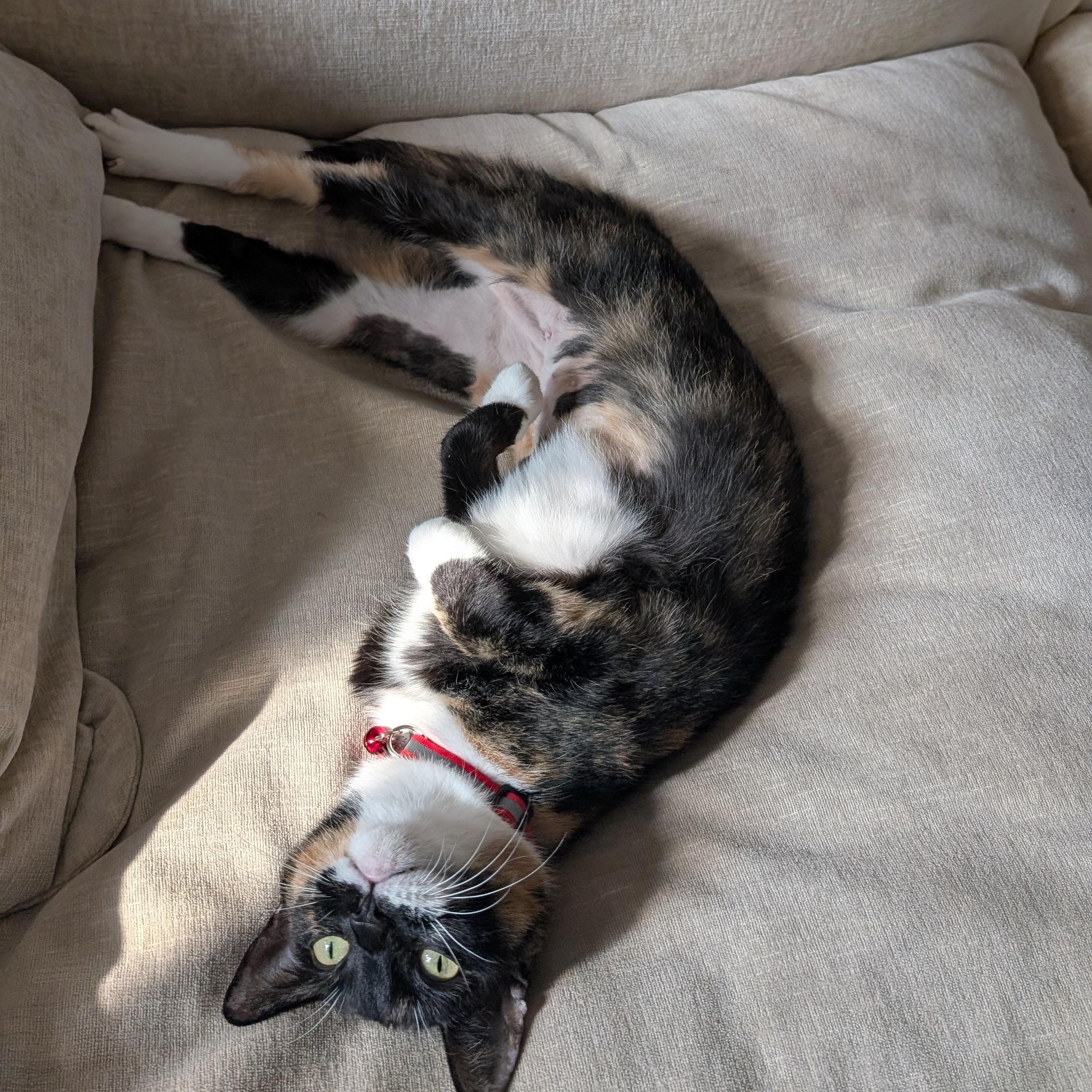 Enlarge Encore, a ADOPTABLE Calico in New York, NY image 5/6