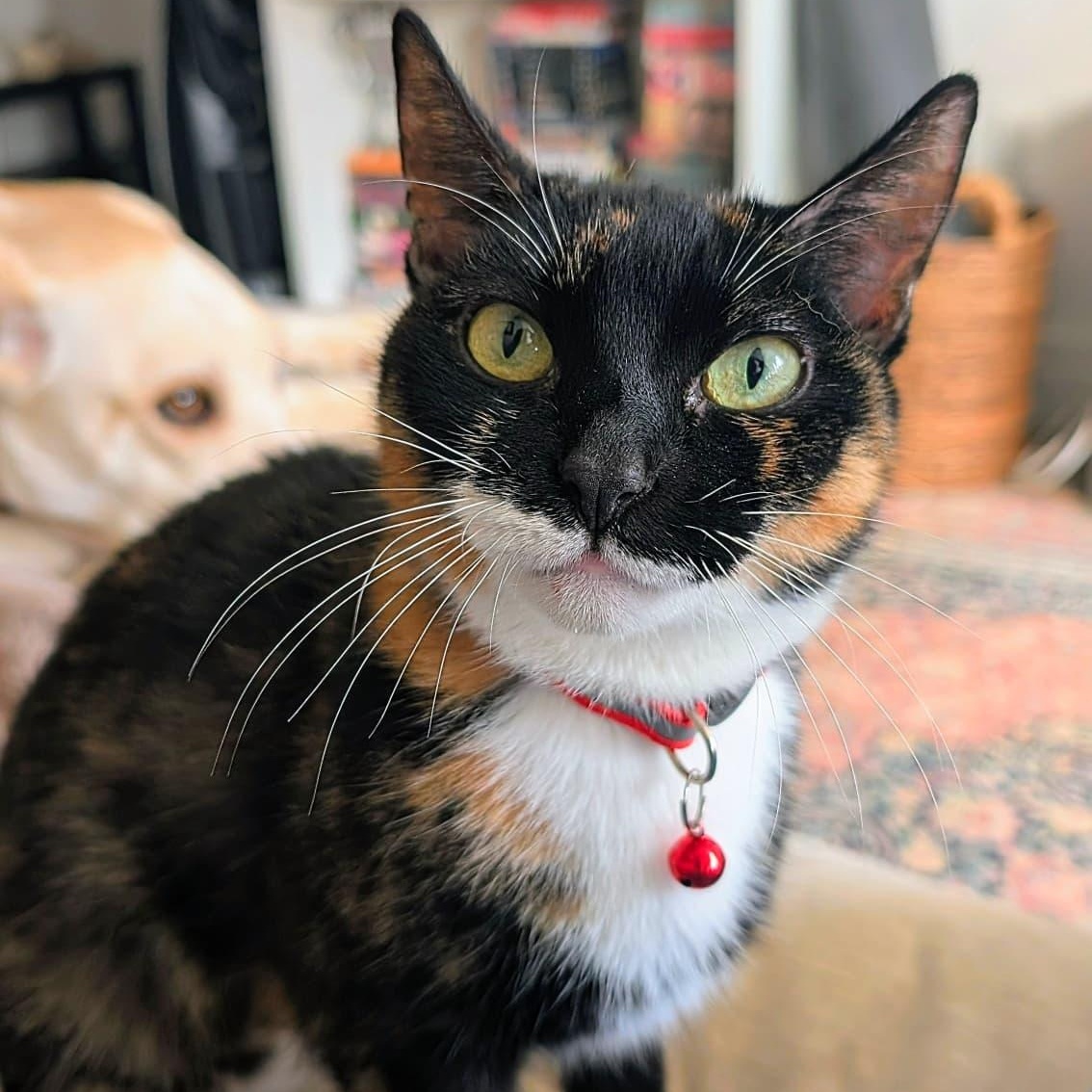 Enlarge Encore, a ADOPTABLE Calico in New York, NY image 1/6