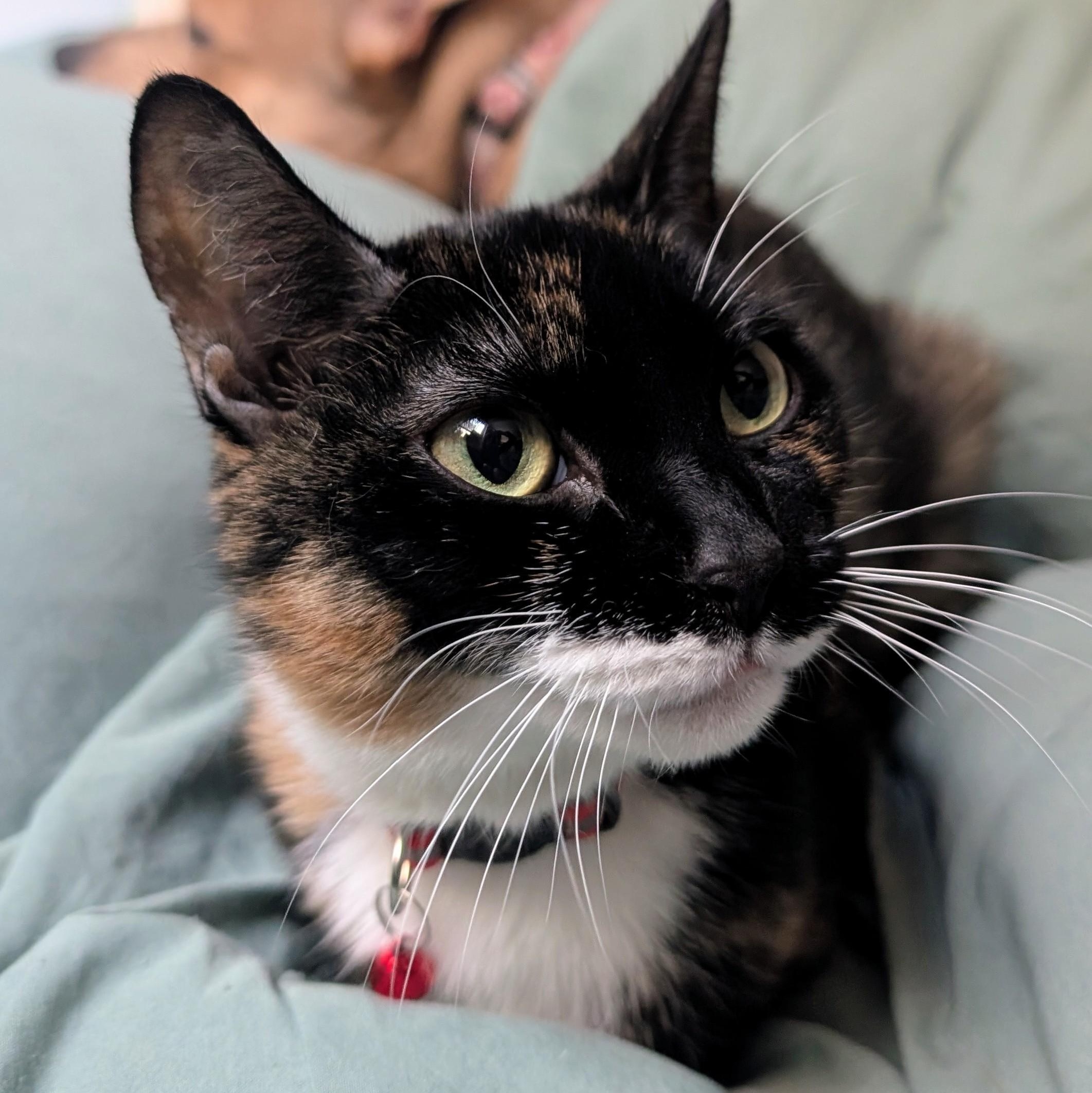 Enlarge Encore, a ADOPTABLE Calico in New York, NY image 6/6