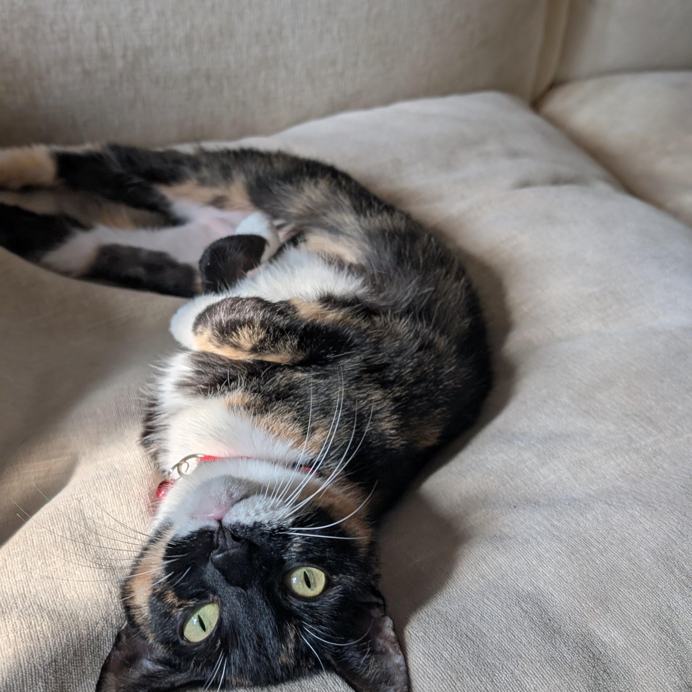 Enlarge Encore, a ADOPTABLE Calico in New York, NY image 3/6