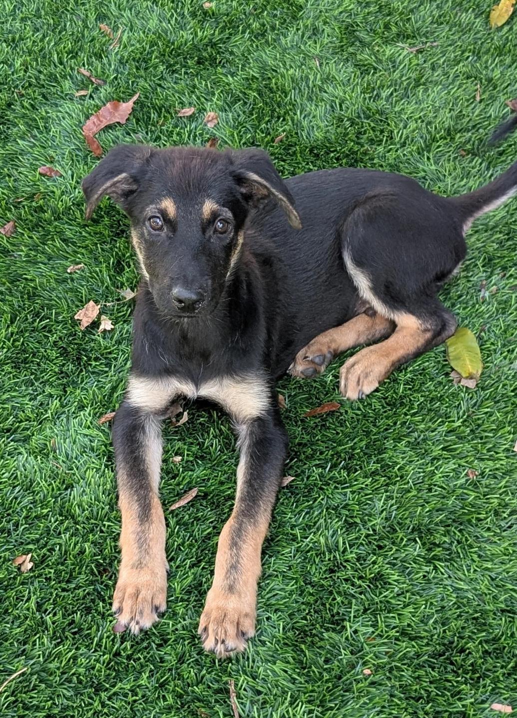 Jacob, Adoptable, Puppy Male German Shepherd Dog.