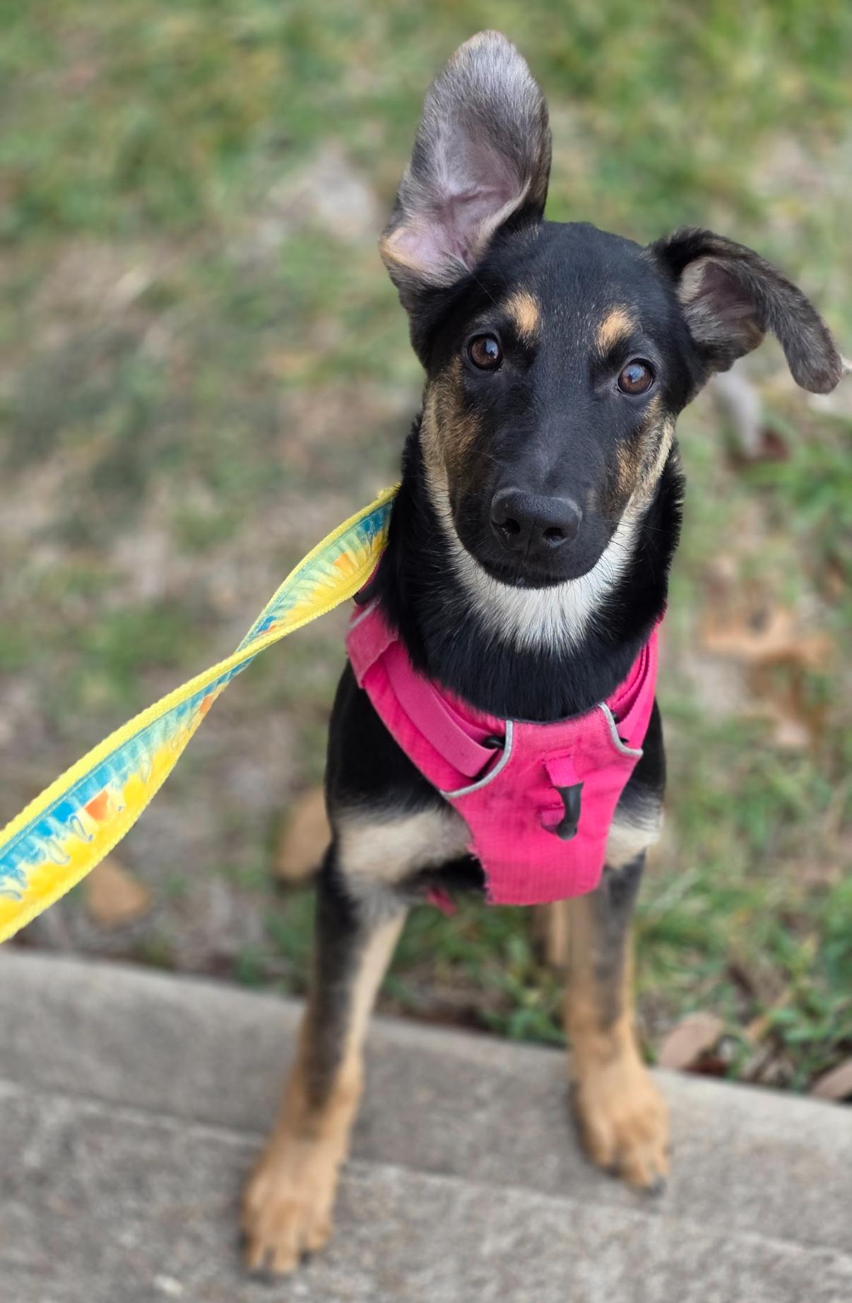 Enlarge Jacob, a Adoptable mixed breed in Austin, TX image 2/6