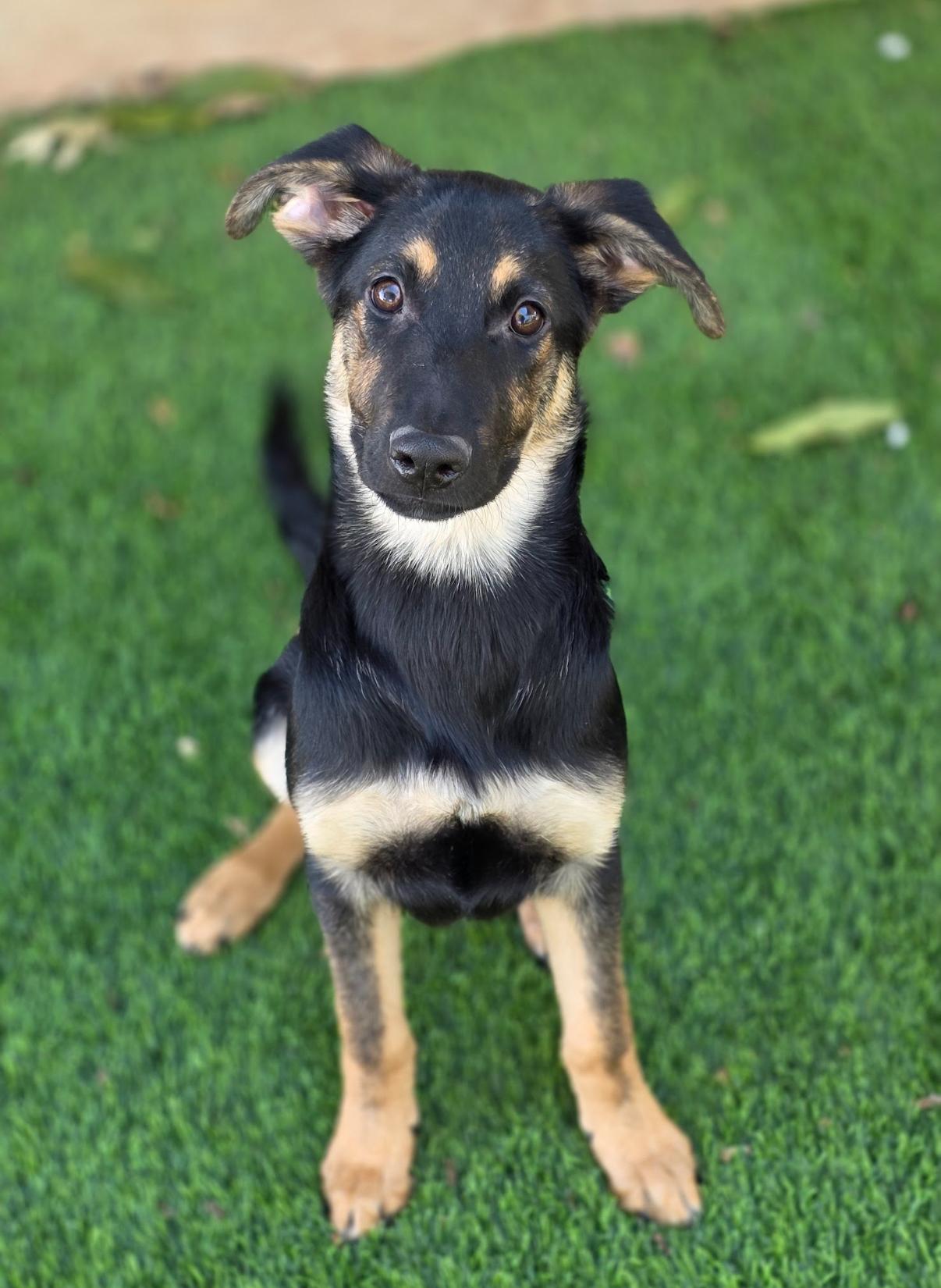 Enlarge Jacob, a Adoptable mixed breed in Austin, TX image 3/6