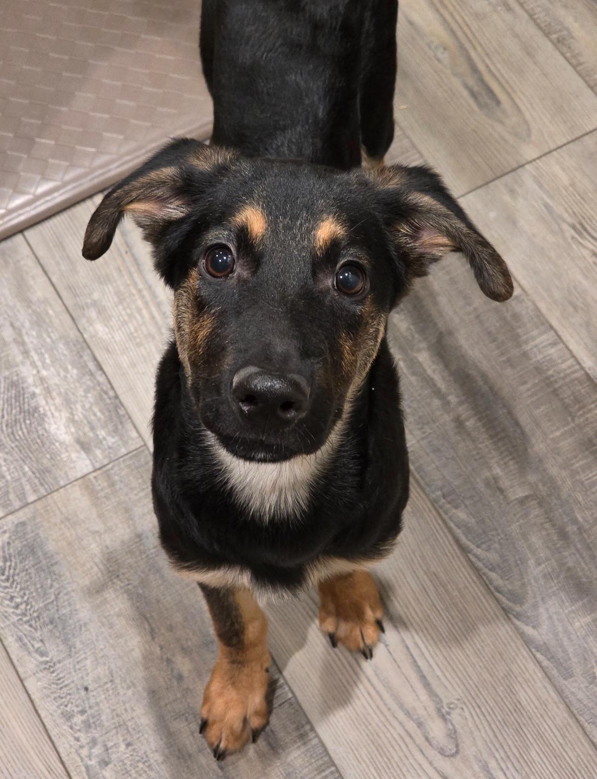 Enlarge Jacob, a Adoptable mixed breed in Austin, TX image 4/6