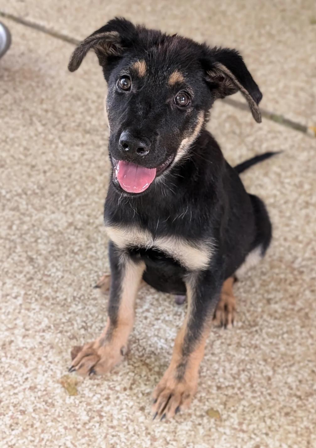 Enlarge Jacob, a Adoptable mixed breed in Austin, TX image 5/6