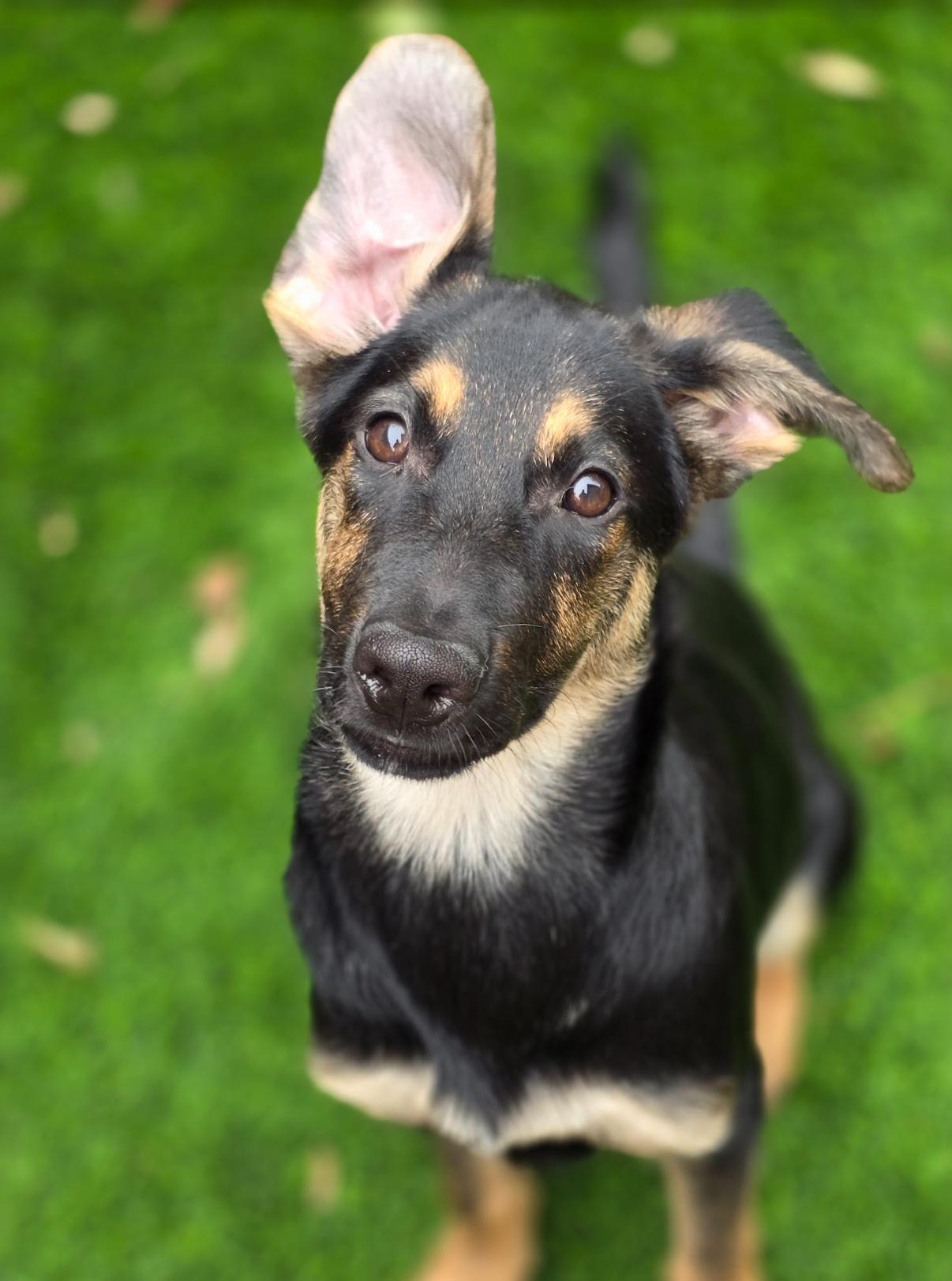 Enlarge Jacob, a Adoptable mixed breed in Austin, TX image 6/6