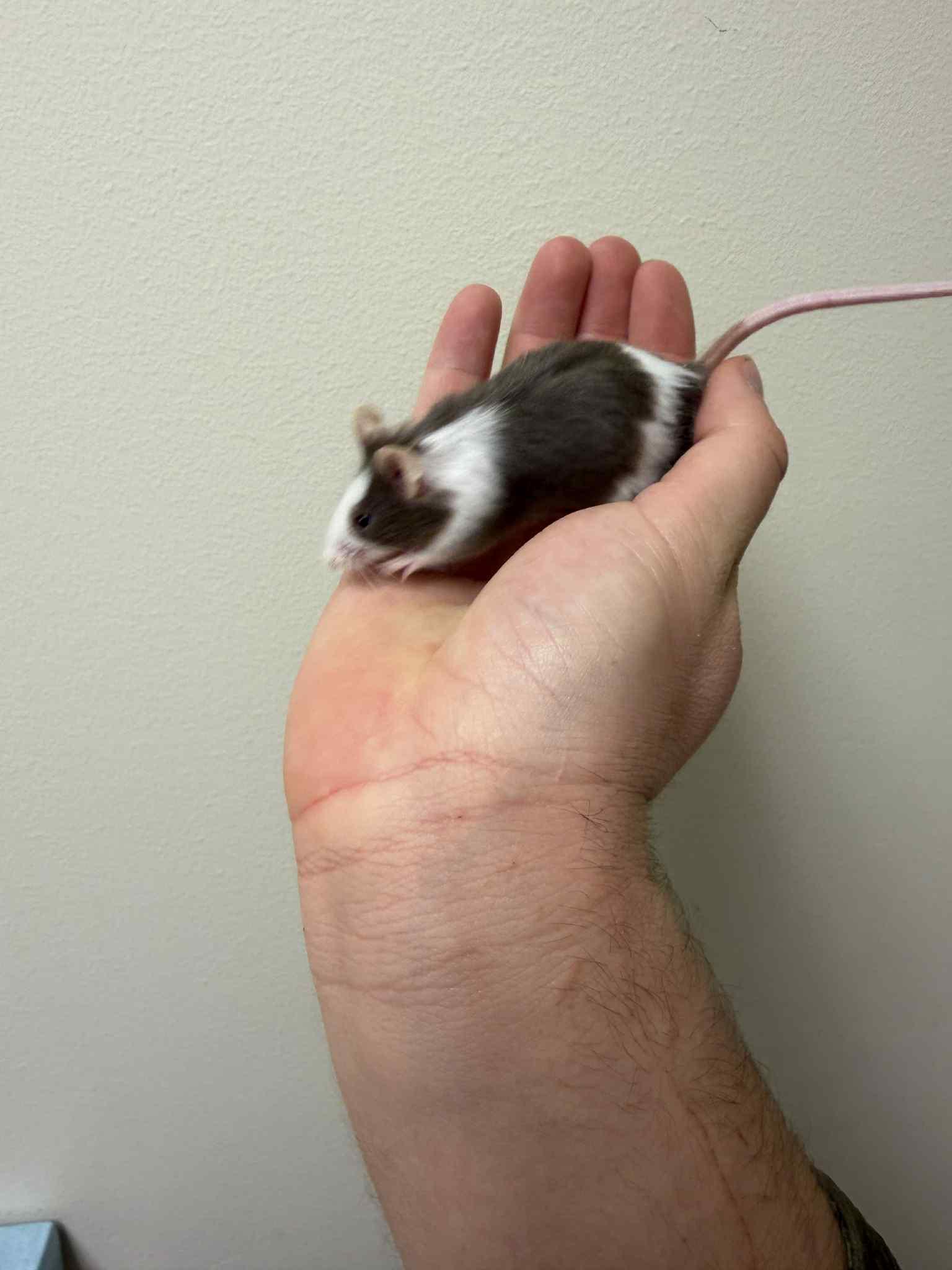 Enlarge Buck, a ADOPTABLE Mouse in Saint Paul, MN image 1/2