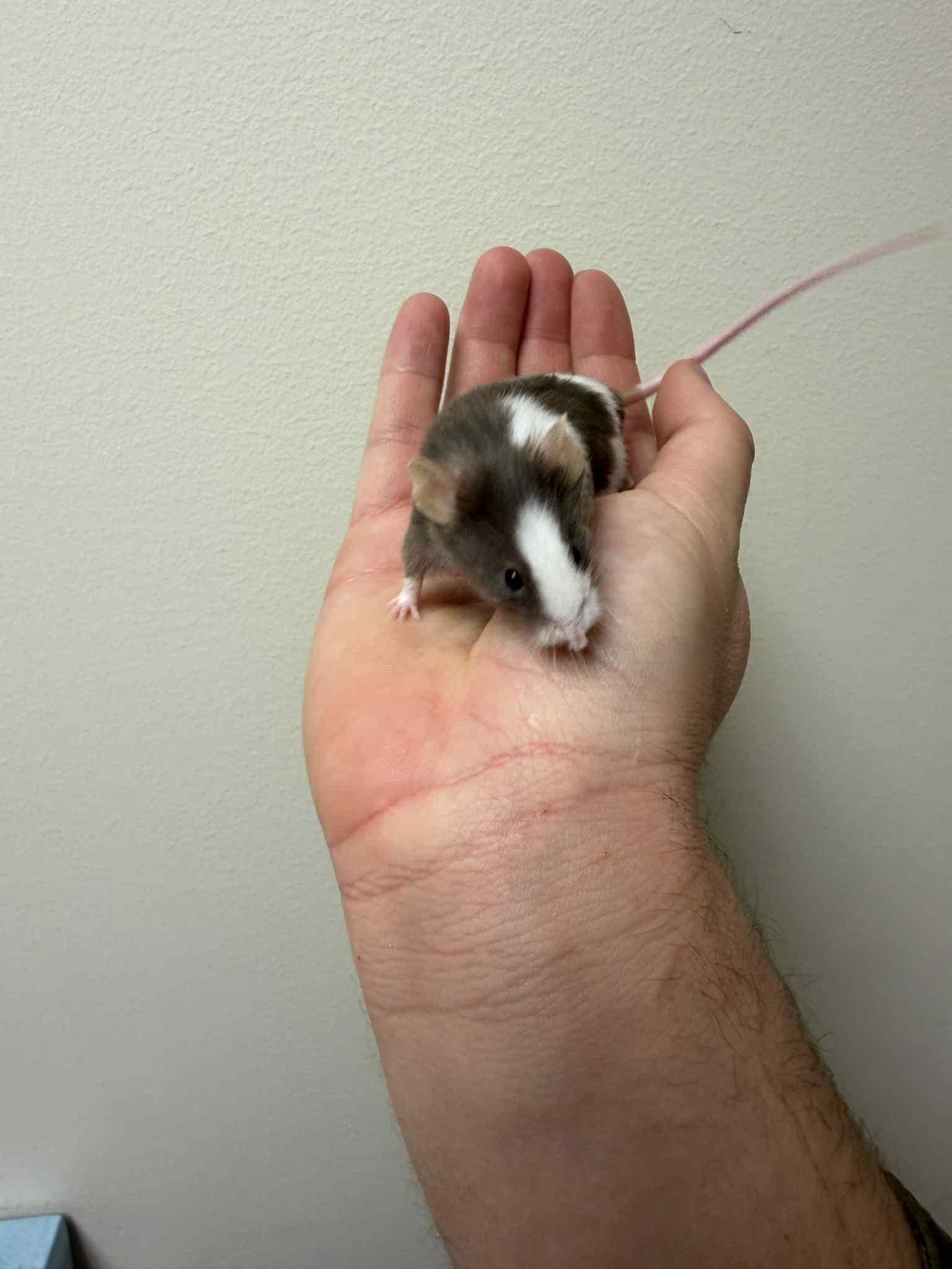 Buck, ADOPTABLE, Young Male Mouse.