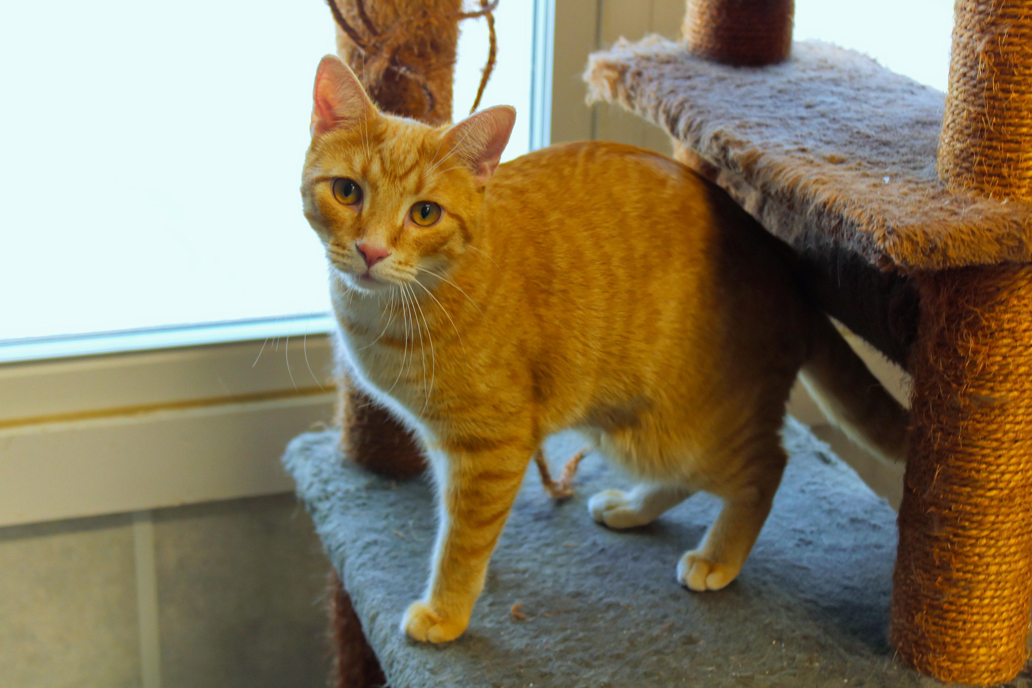 Kasper, a Adoptable mixed breed in Urbana, OH image 4/6