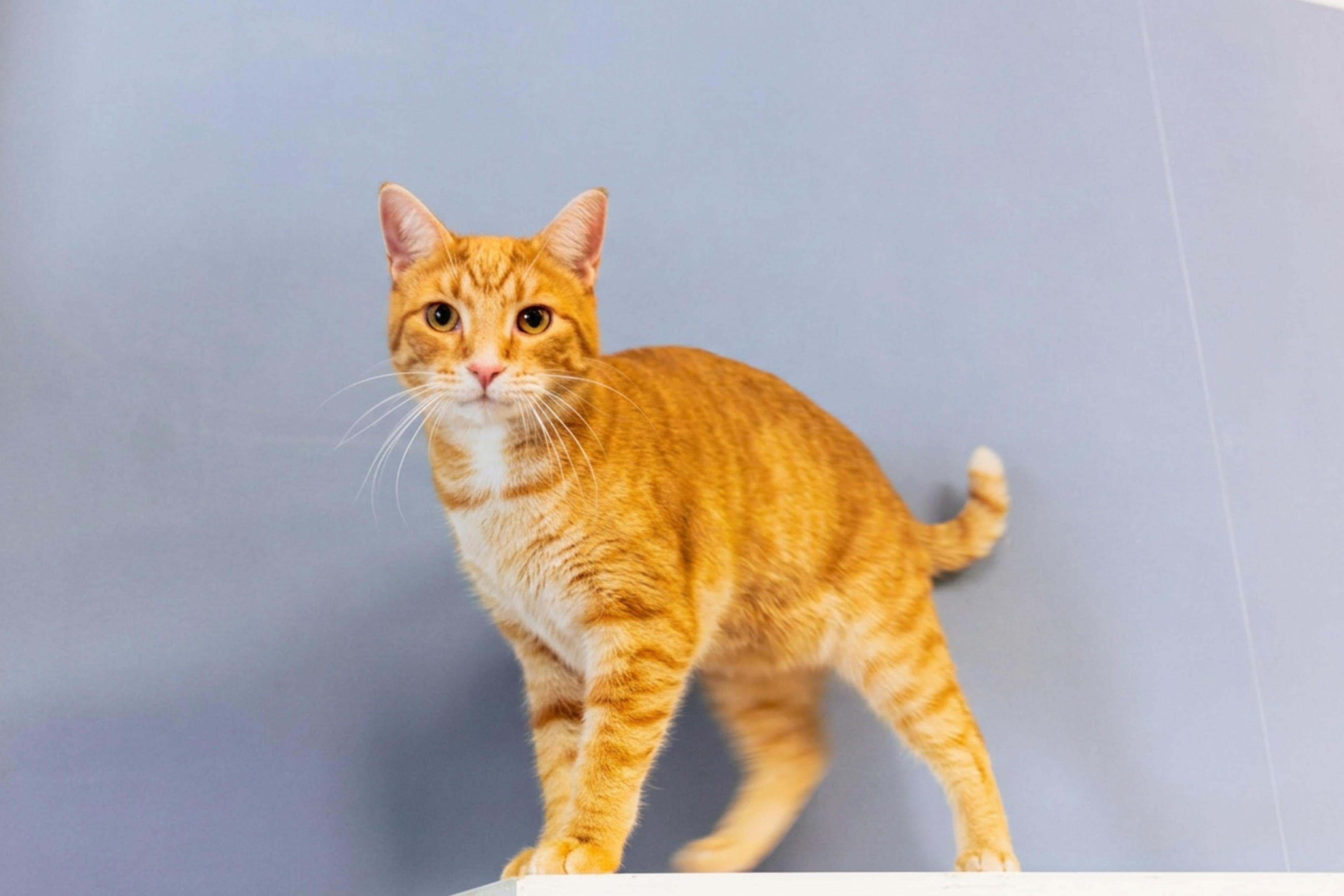 Kasper, a Adoptable mixed breed in Urbana, OH image 1/6