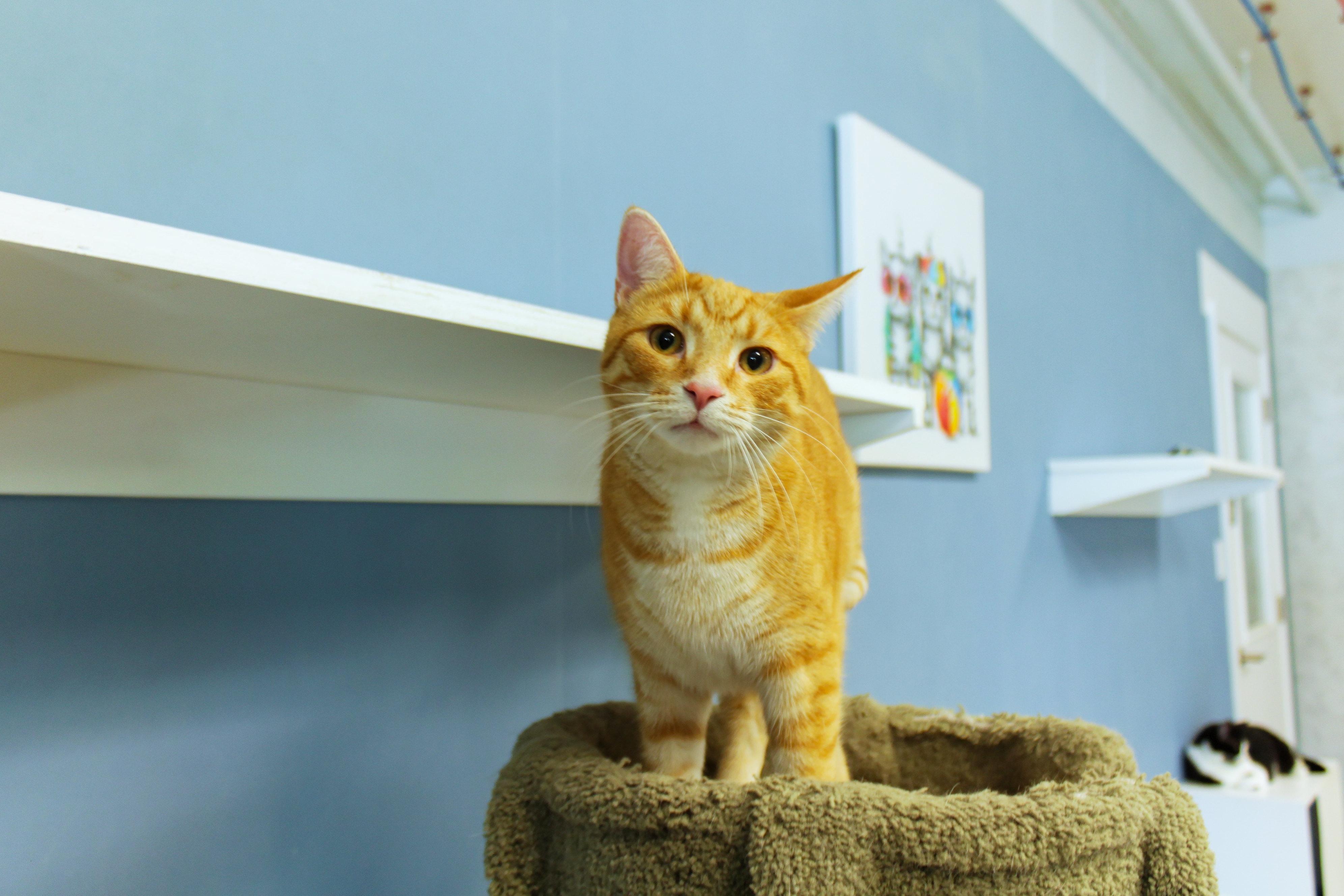 Kasper, a Adoptable mixed breed in Urbana, OH image 5/6