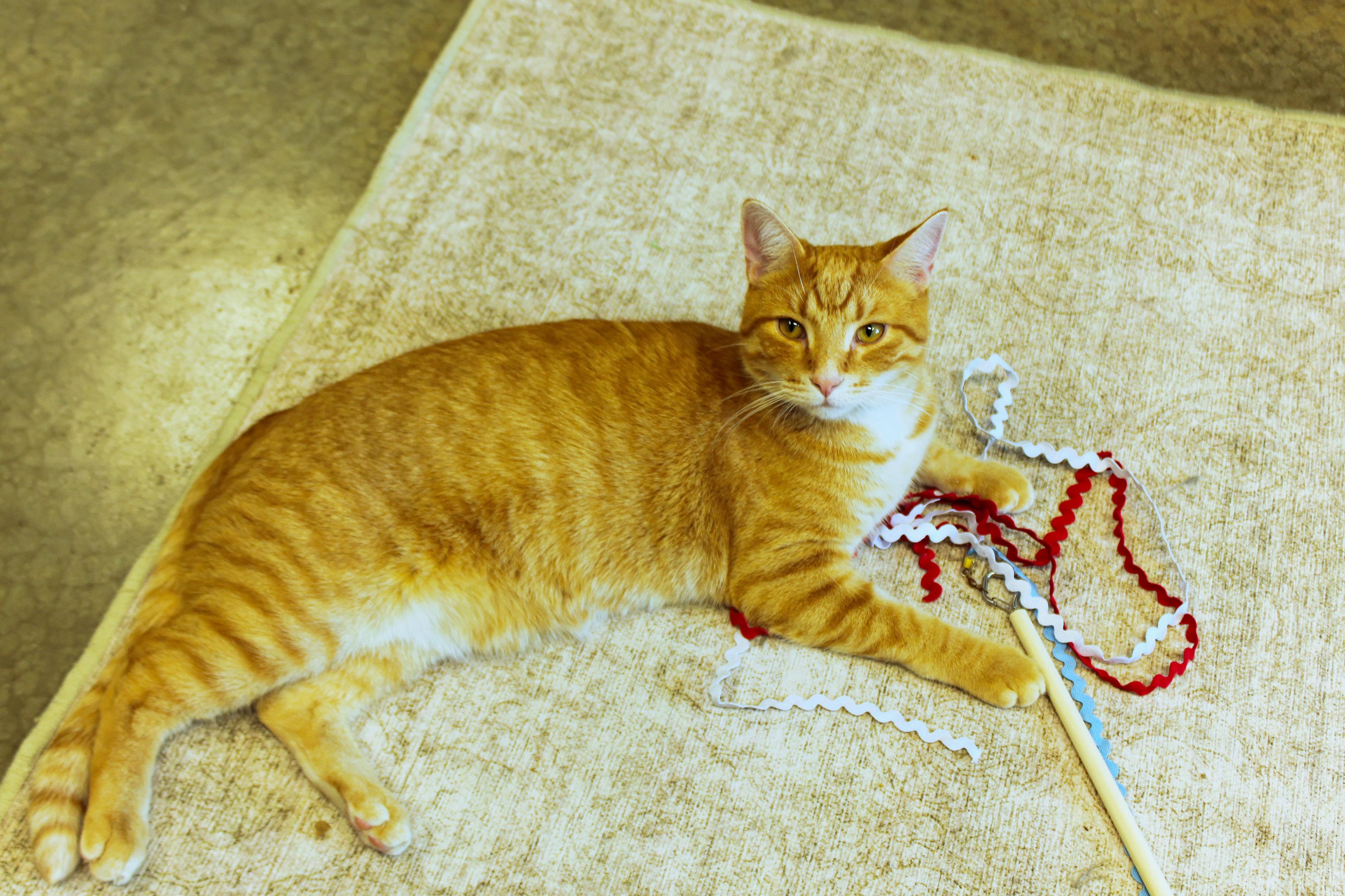 Kasper, a Adoptable mixed breed in Urbana, OH image 6/6
