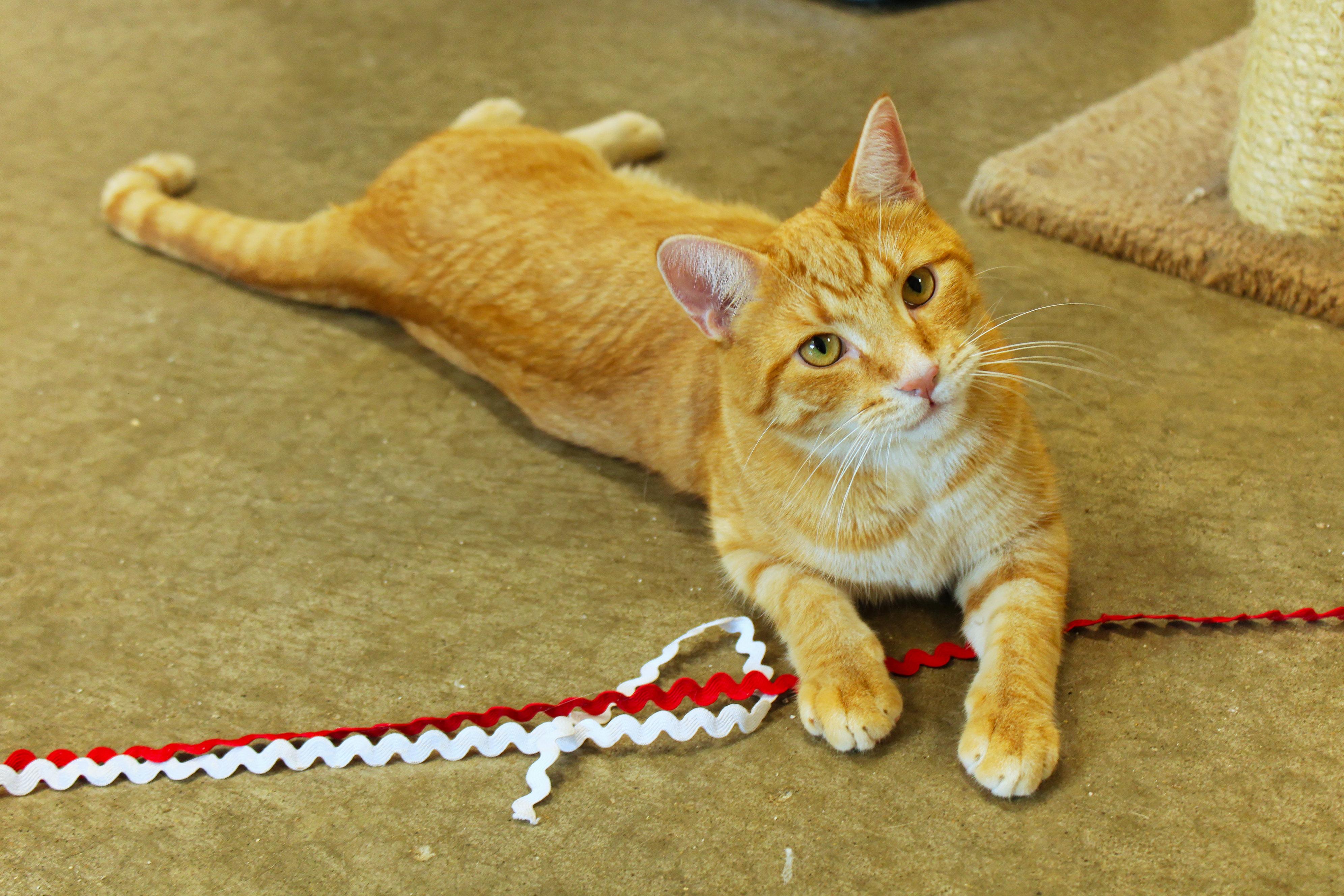 Kasper, a Adoptable mixed breed in Urbana, OH image 3/6