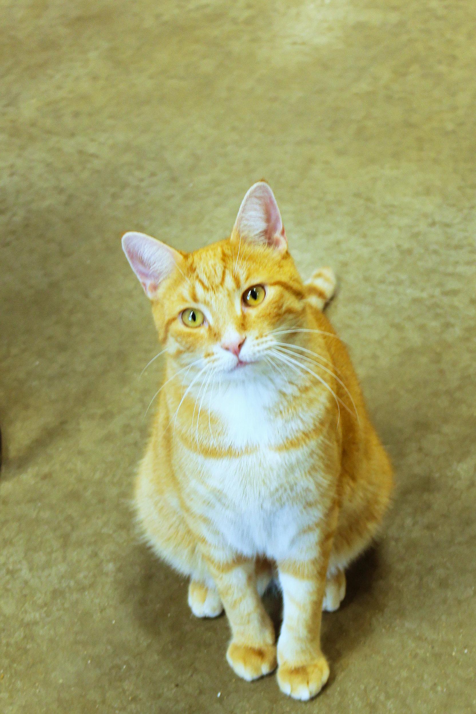 Kasper, a Adoptable mixed breed in Urbana, OH image 2/6
