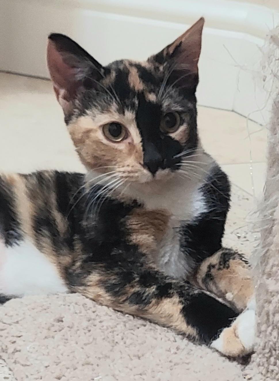 Enlarge Gingersnap, a Adoptable Calico in CANONSBURG, PA image 1/2