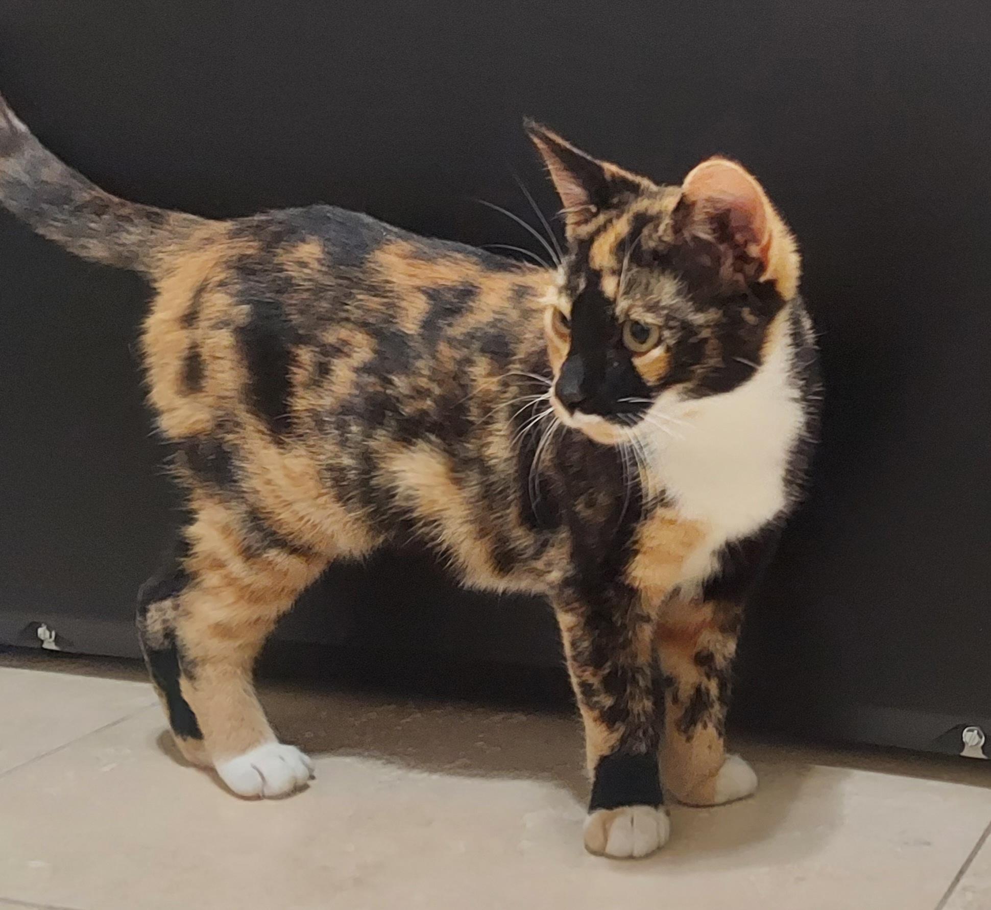 Enlarge Gingersnap, a Adoptable Calico in CANONSBURG, PA image 2/2