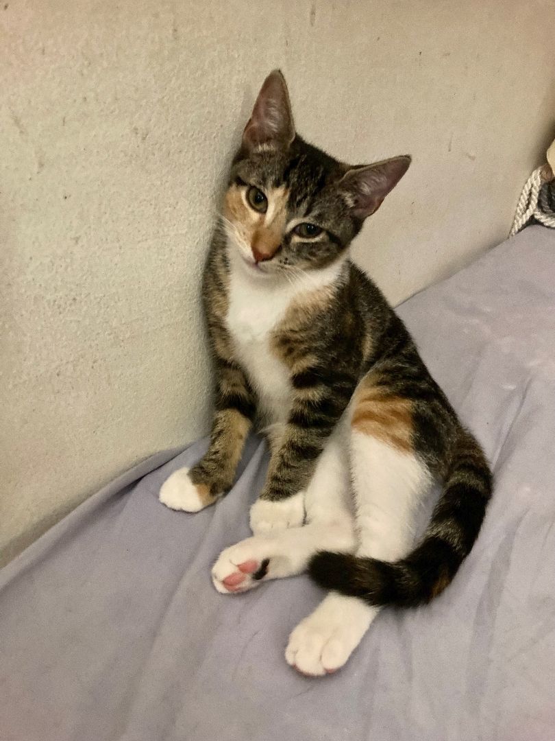 Evie, Adoptable, Adult Female Domestic Short Hair.