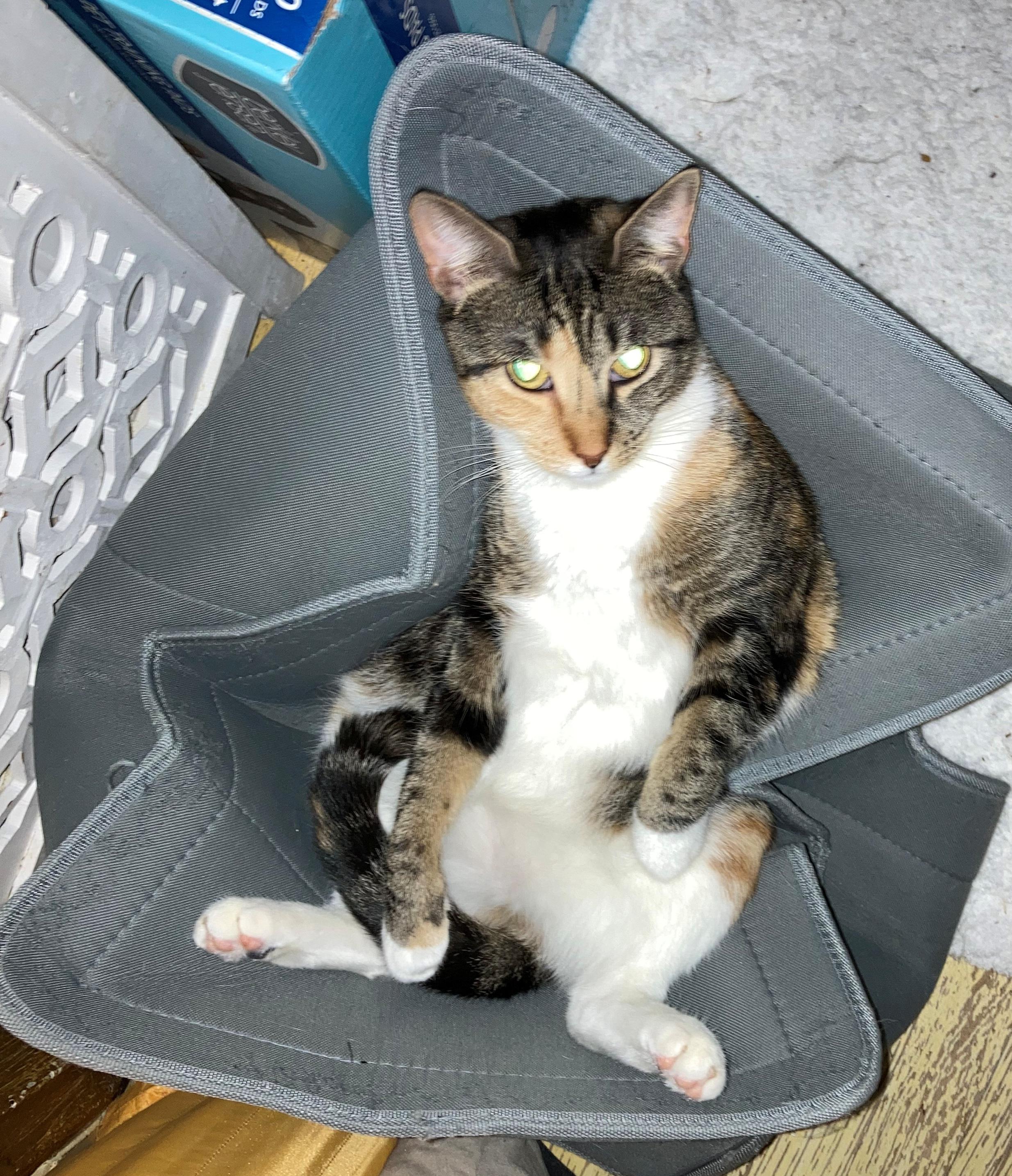 Evie, a Adoptable Domestic Short Hair in New York, NY image 2/5