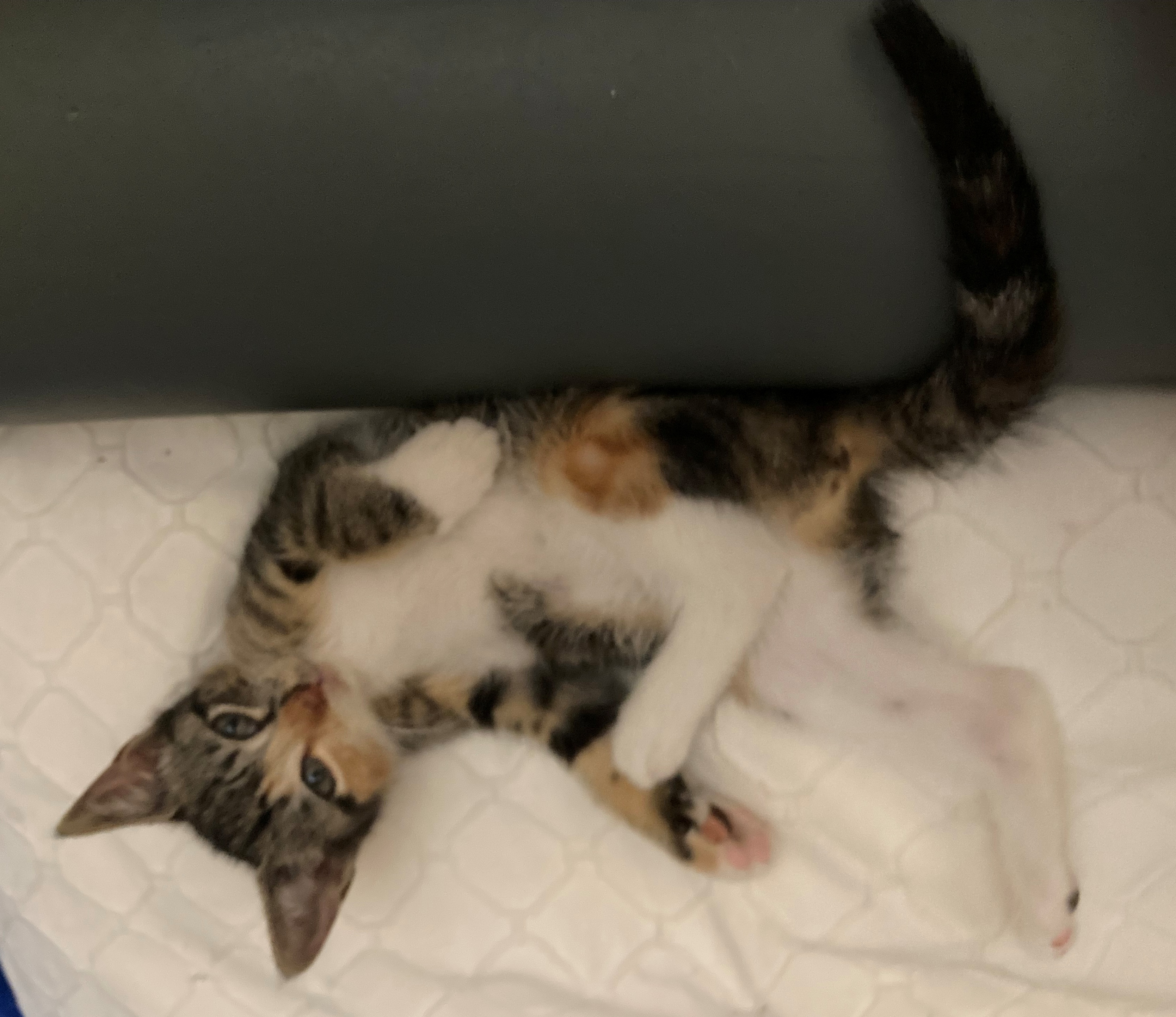 Evie, a Adoptable Domestic Short Hair in New York, NY image 3/5