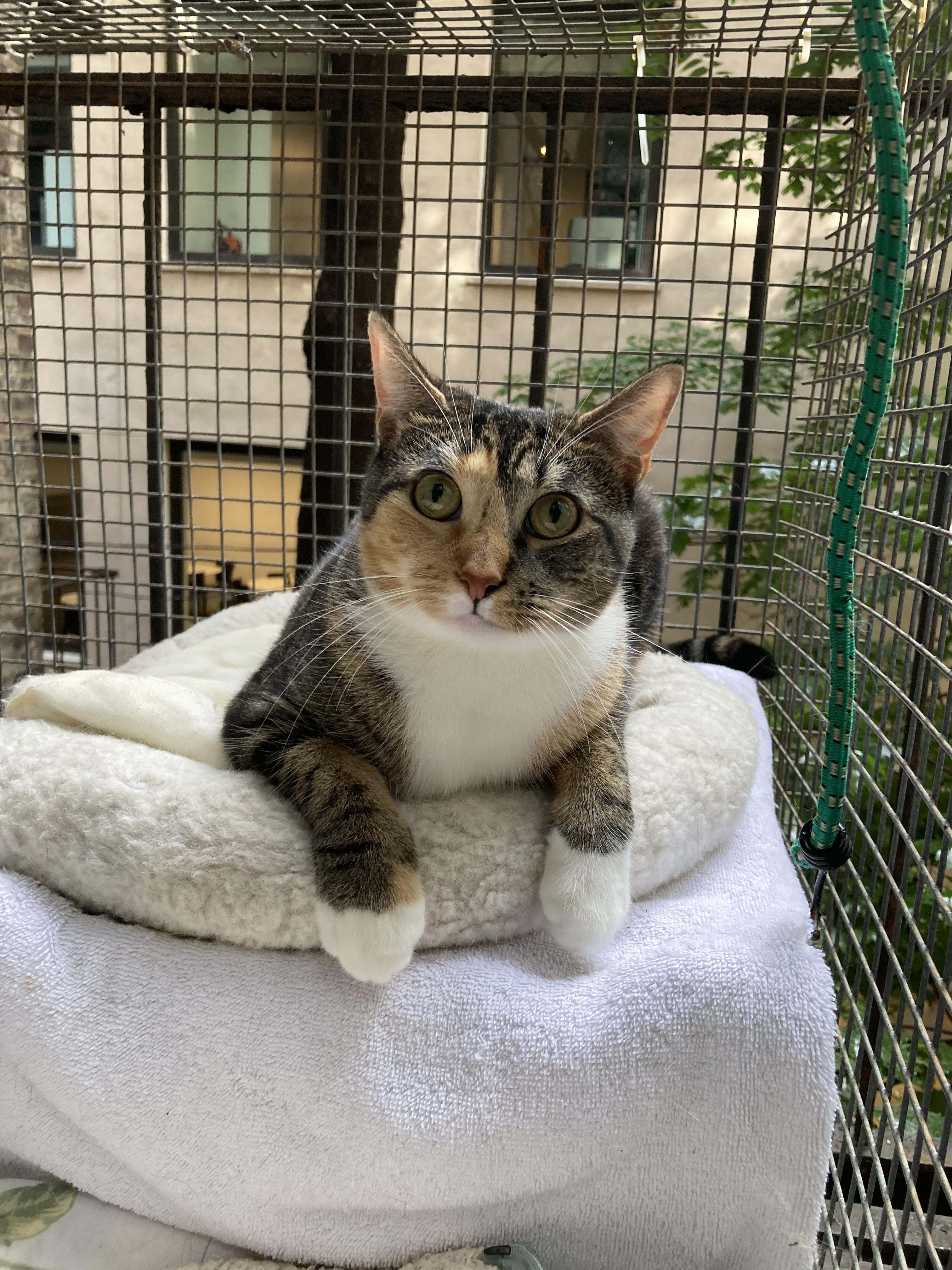 Evie, a Adoptable Domestic Short Hair in New York, NY image 4/5