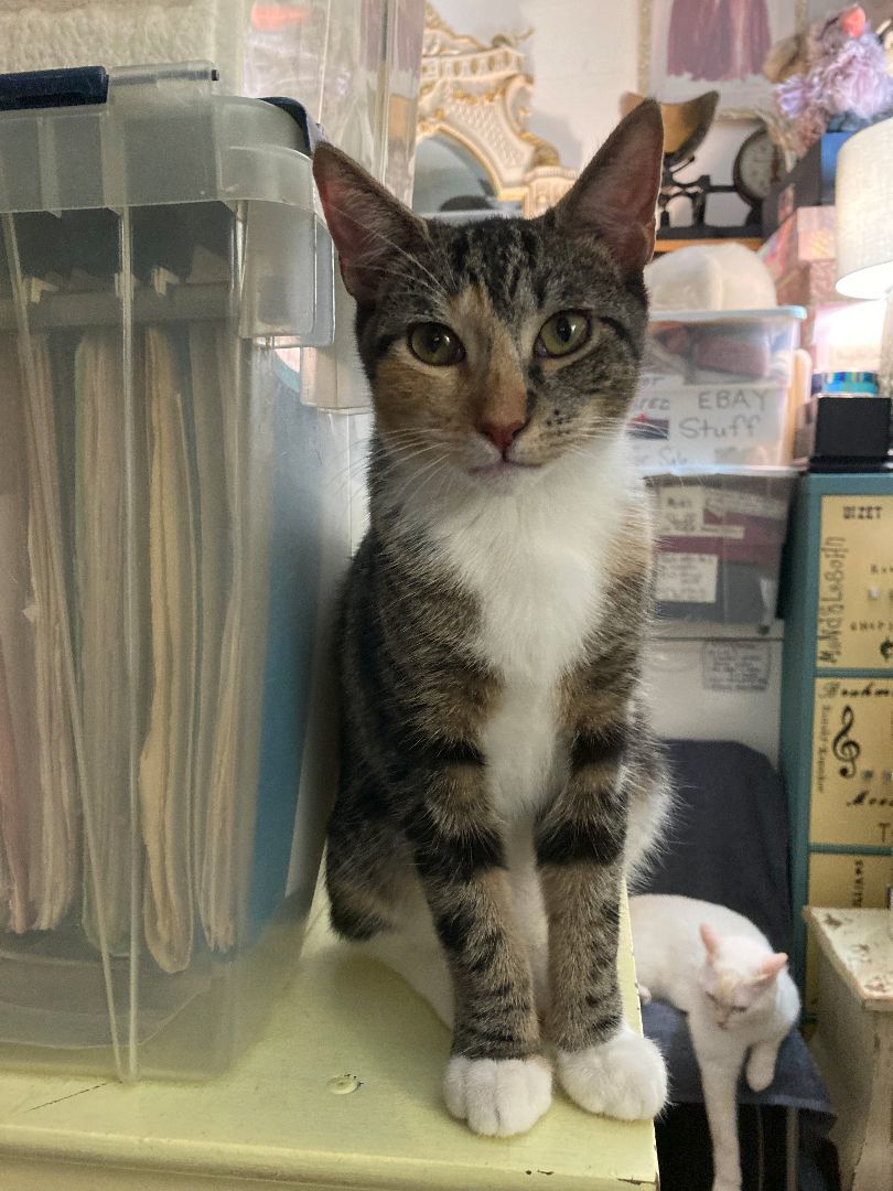 Evie, a Adoptable Domestic Short Hair in New York, NY image 5/5