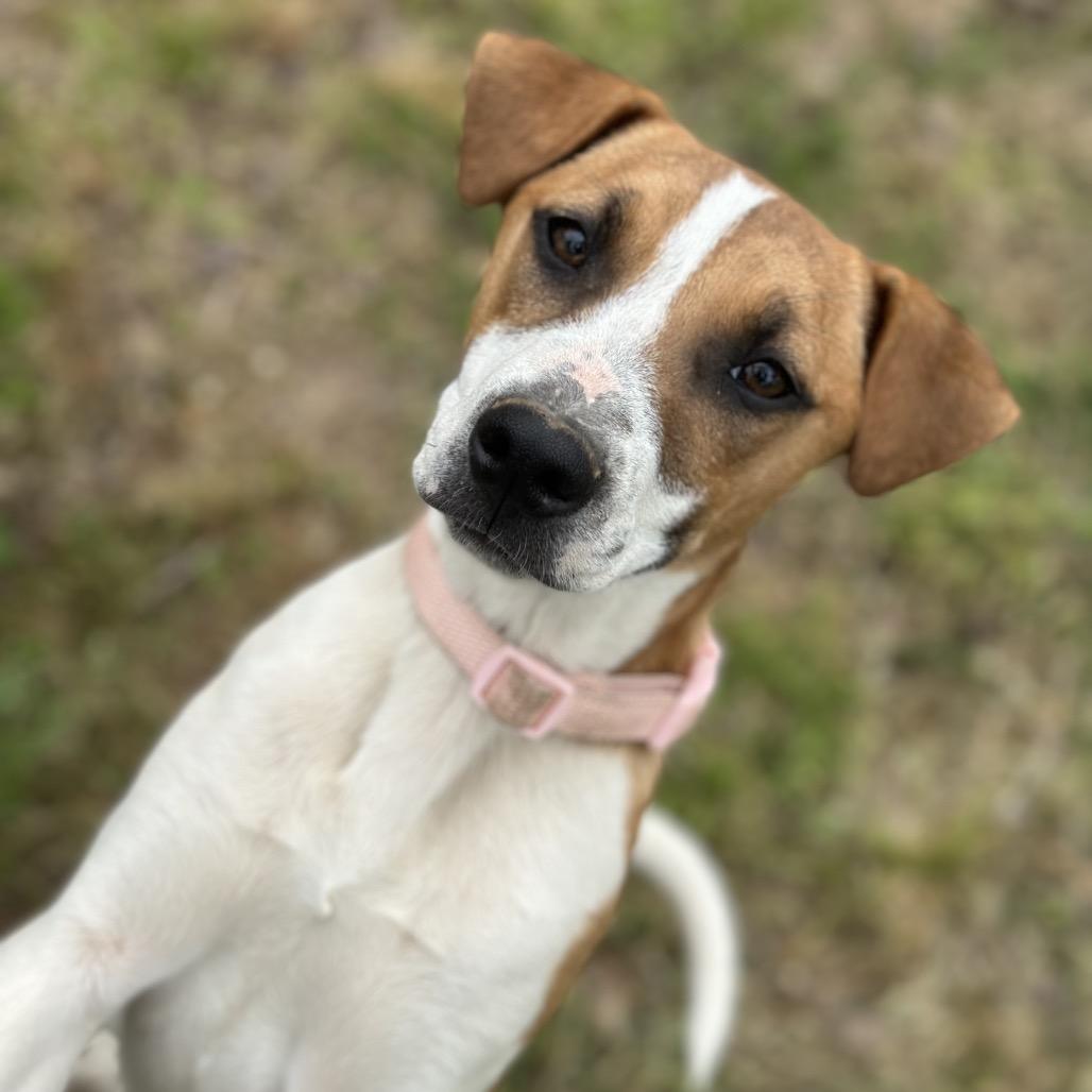 Enlarge Xena(Light Pink), a Adoptable Mixed Breed in Clarksville, AR image 2/3