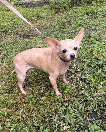 Cupcake, Adoptable, Adult Female Mixed Breed & Mixed Breed.