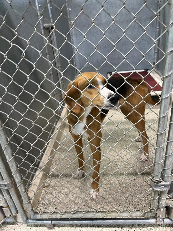 Copper, Adoptable, Adult Male Foxhound.