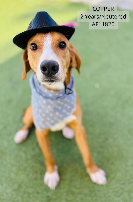 Enlarge Copper, a Adoptable Foxhound in Supply, NC image 2/3