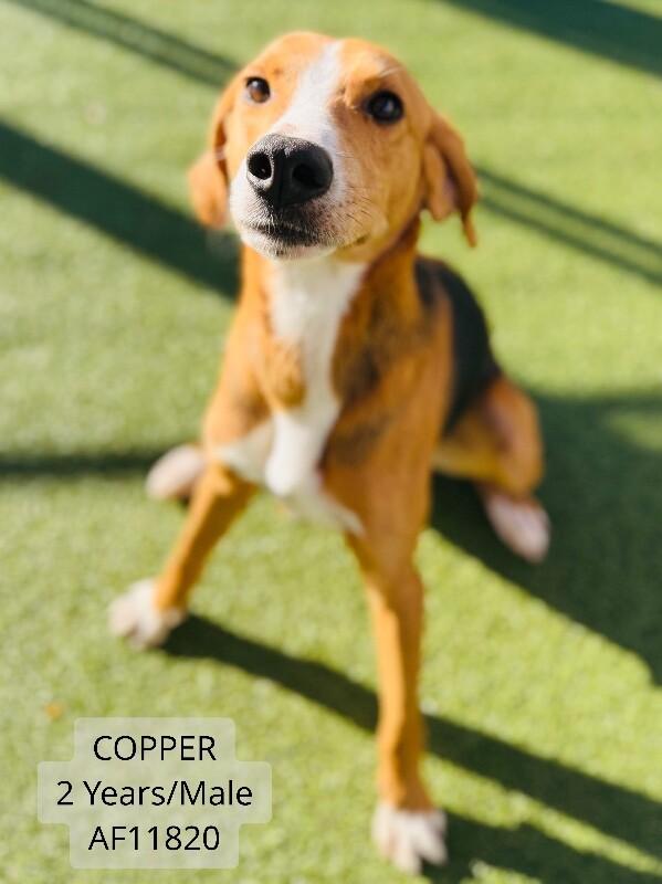 Enlarge Copper, a Adoptable Foxhound in Supply, NC image 2/2