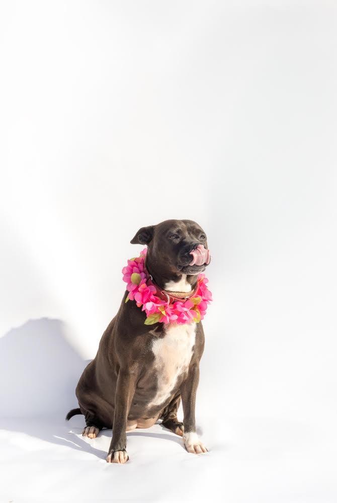 Enlarge LUCY, a Adoptable mixed breed in Marianna, FL image 2/5