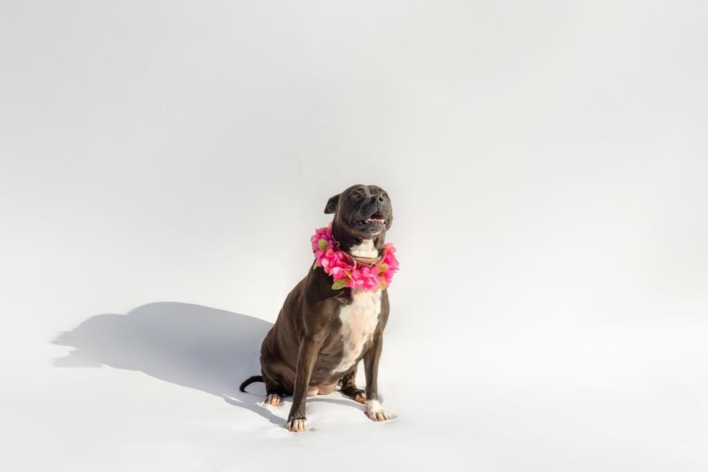 Enlarge LUCY, a Adoptable mixed breed in Marianna, FL image 3/5