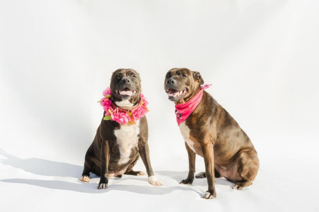 Enlarge LUCY, a Adoptable mixed breed in Marianna, FL image 4/5
