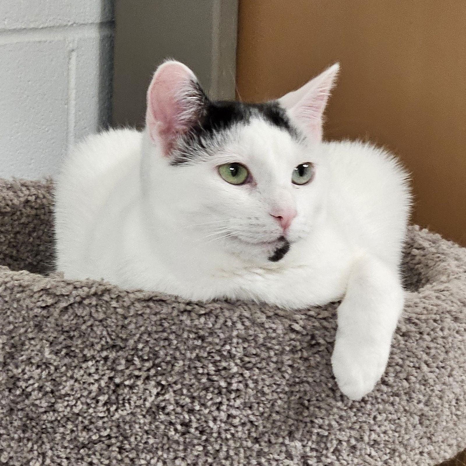 Enlarge Inara, a Adoptable Domestic Short Hair in Greenfield, IN image 1/2