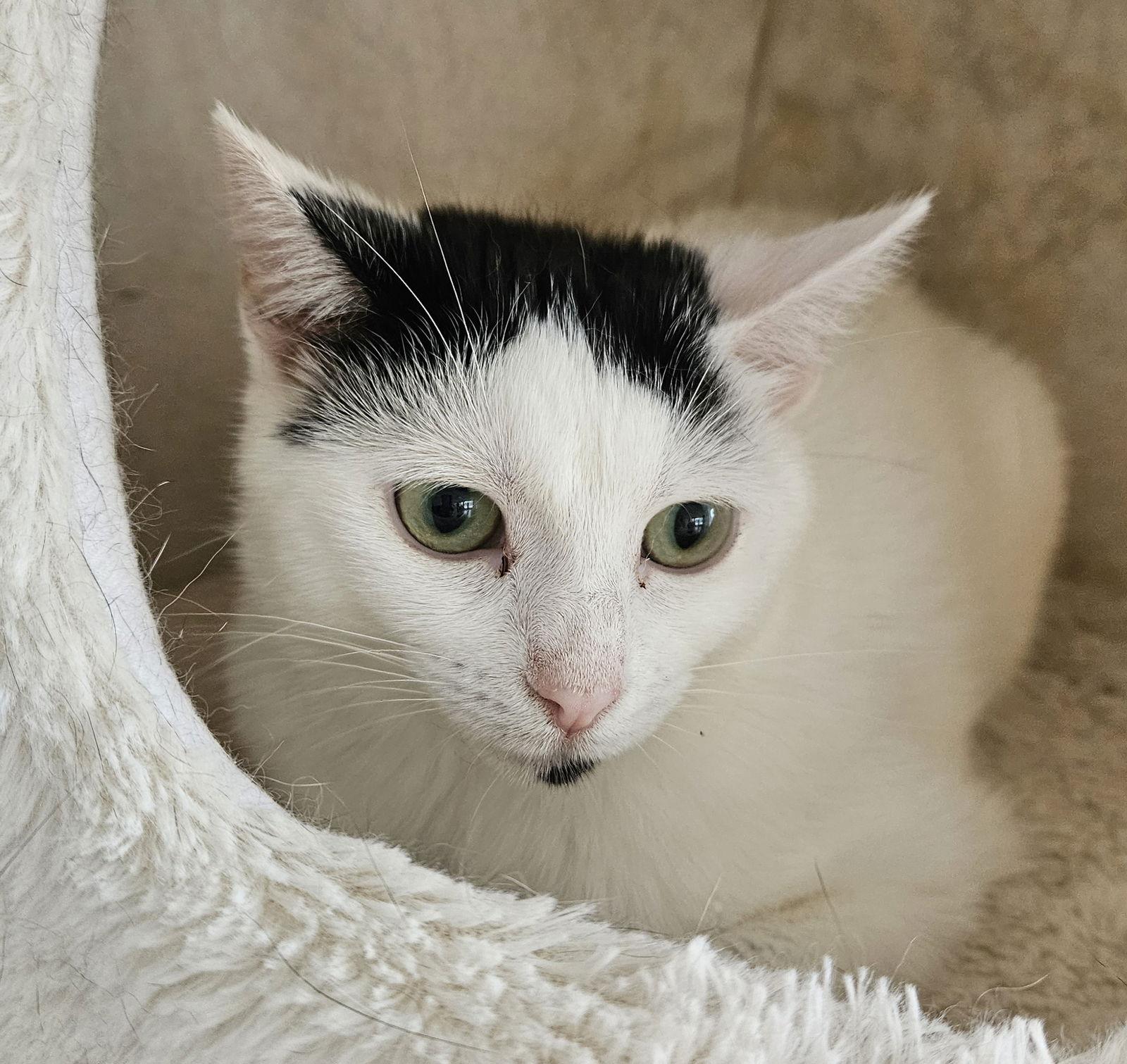 Enlarge Inara, a Adoptable Domestic Short Hair in Greenfield, IN image 2/2