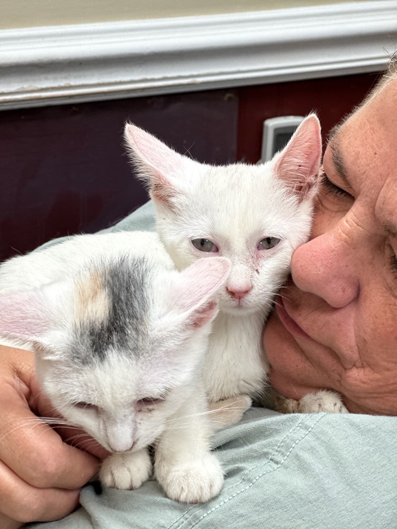 Coda & Iris, a Adoptable mixed breed in Chester Springs, PA image 1/3