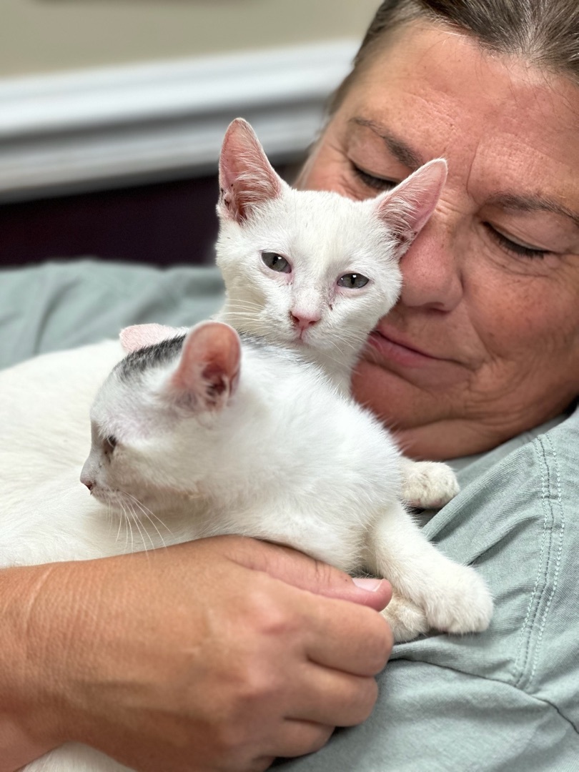 Coda & Iris, a Adoptable mixed breed in Chester Springs, PA image 2/3