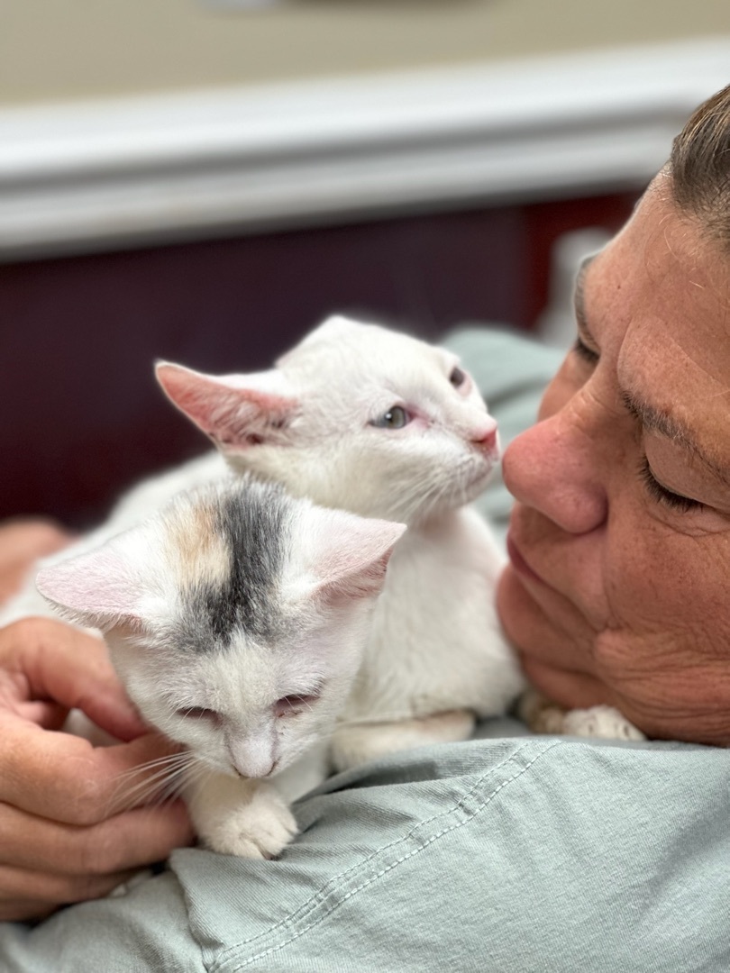 Coda & Iris, a Adoptable mixed breed in Chester Springs, PA image 3/3