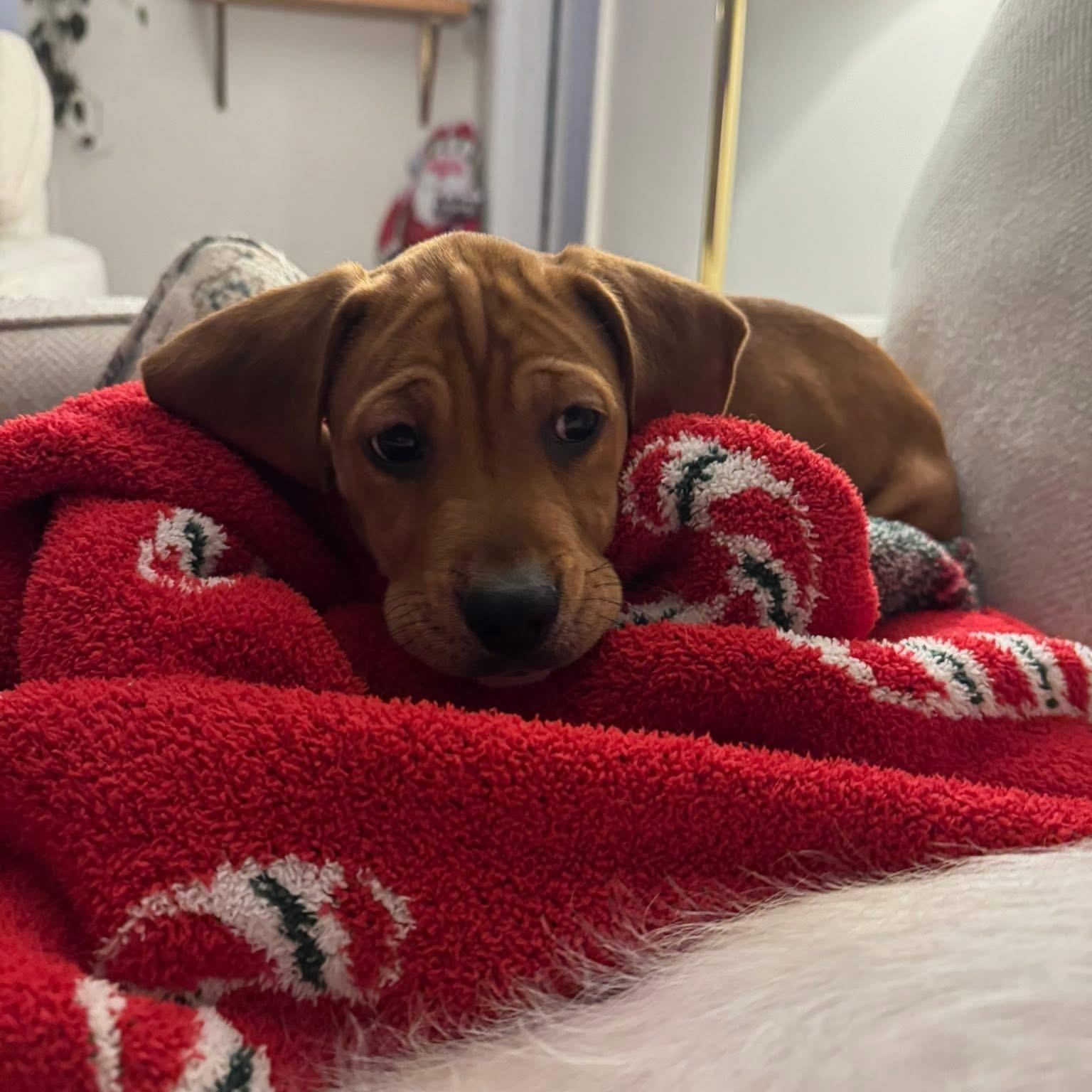 Richard, ADOPTABLE, Puppy Male Beagle & Pit Bull Terrier.